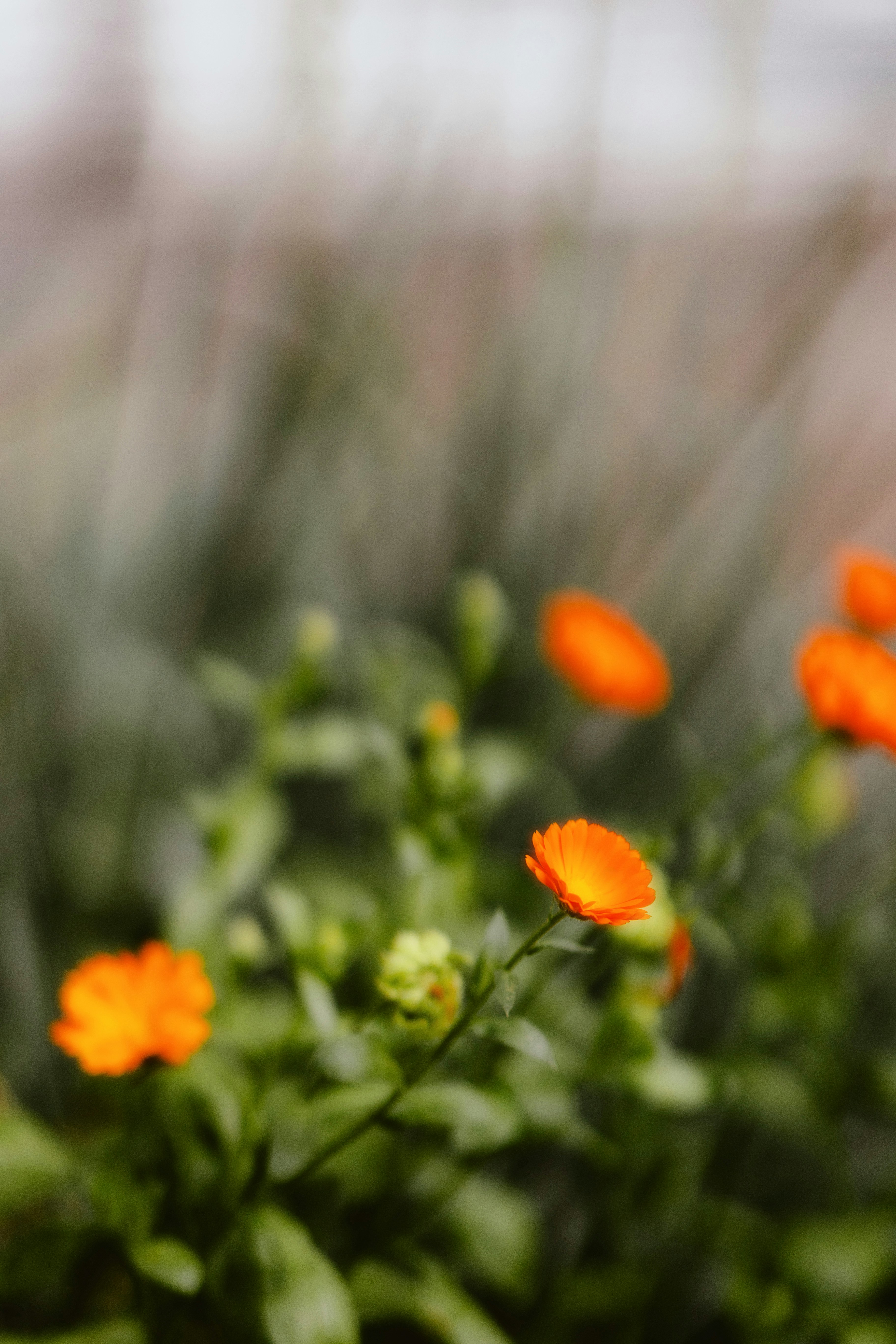 Photo by alingavriliuc