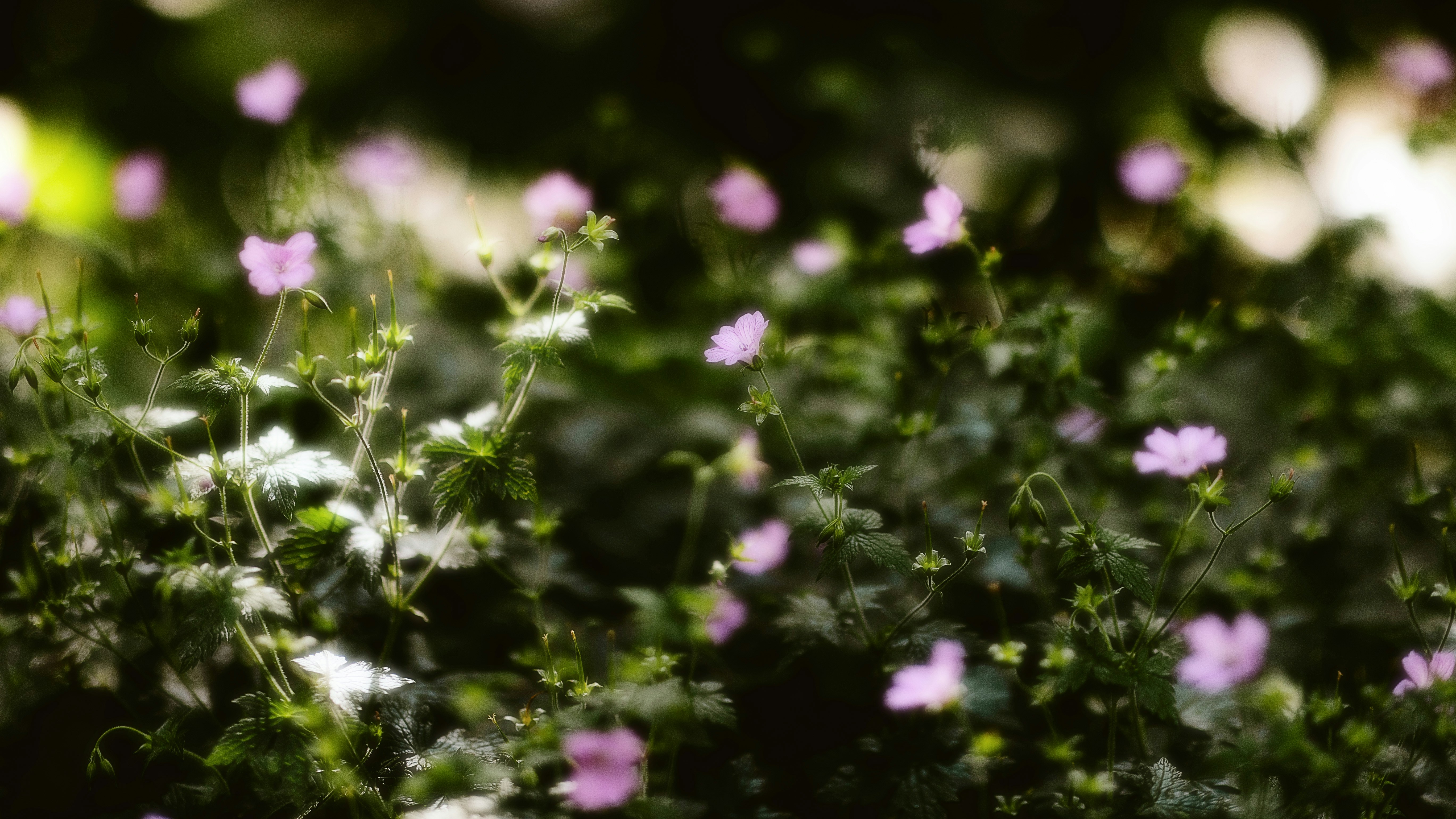 Photo by alingavriliuc