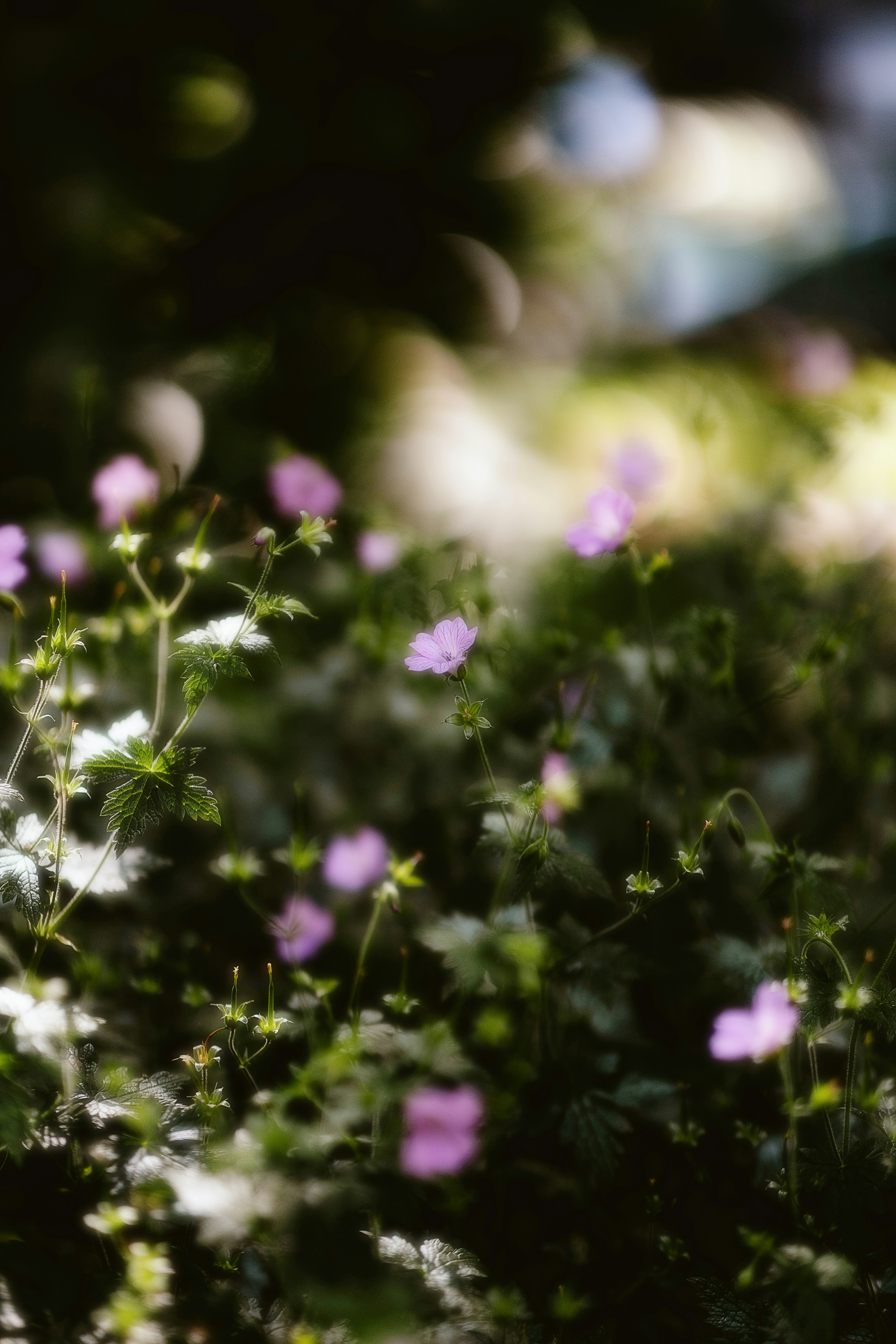 Photo by alingavriliuc