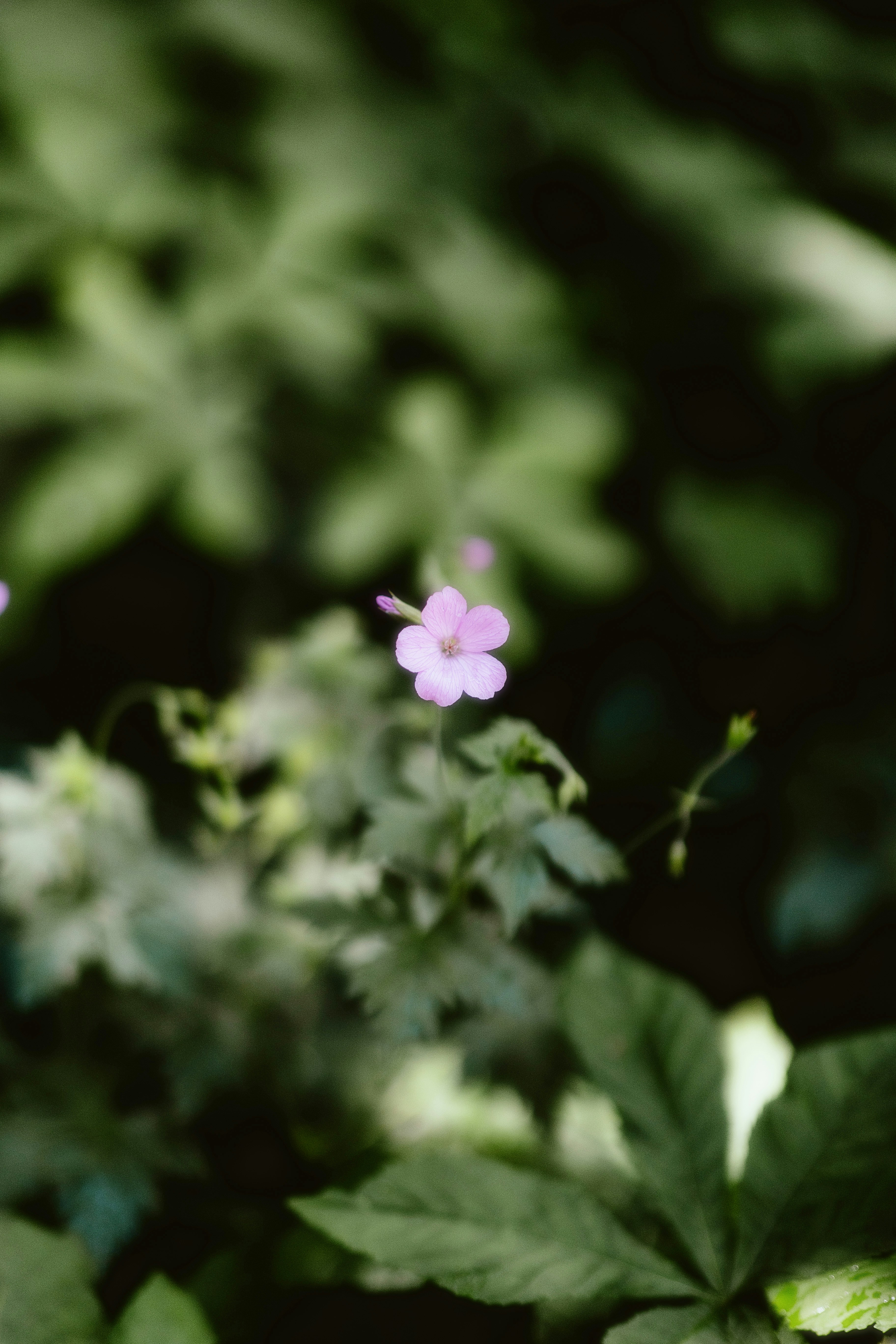 Photo by alingavriliuc