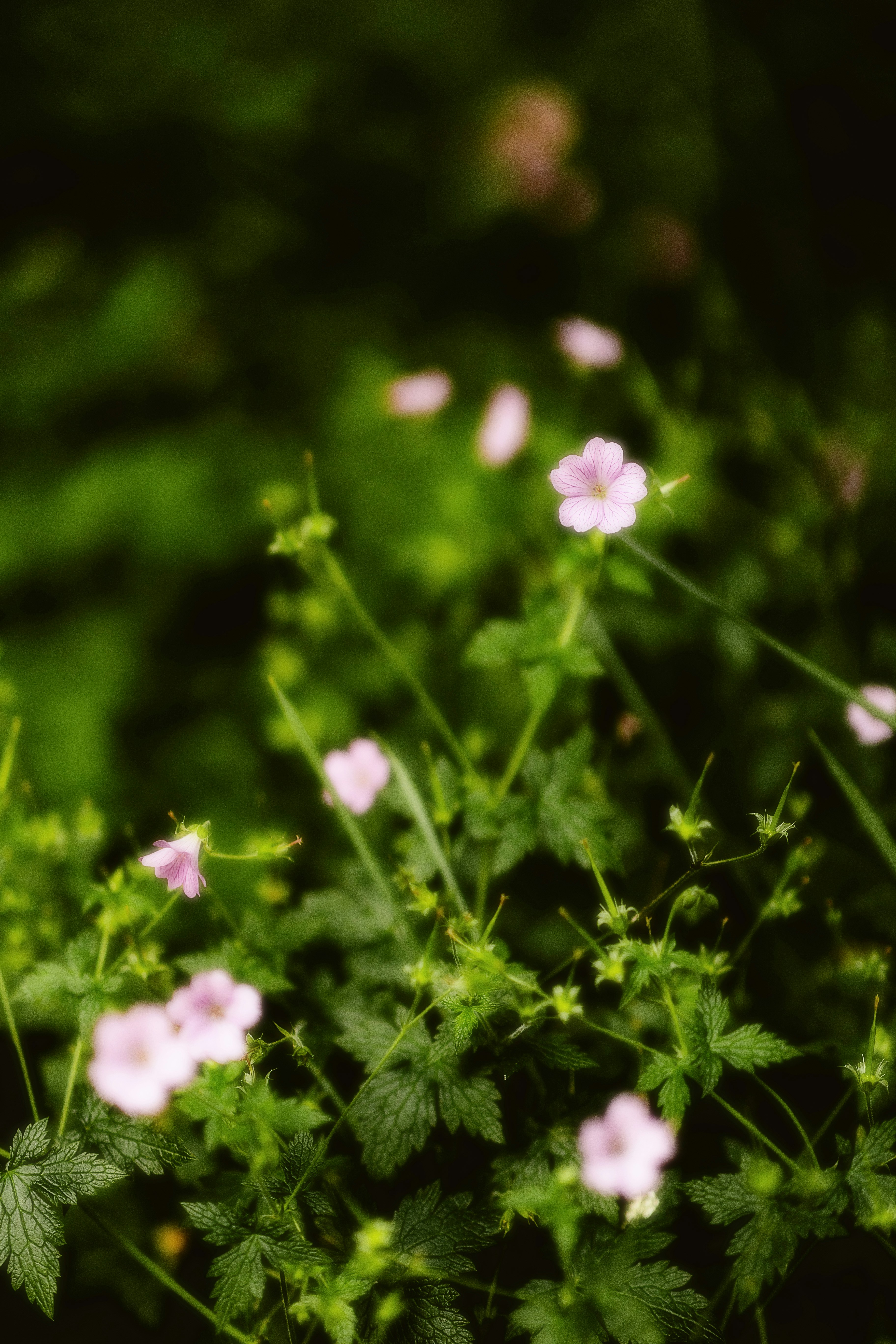 Photo by alingavriliuc