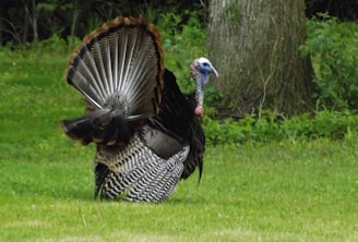 The Ultimate Guide to Choosing the Best Turkey Decoy for Bowhunting