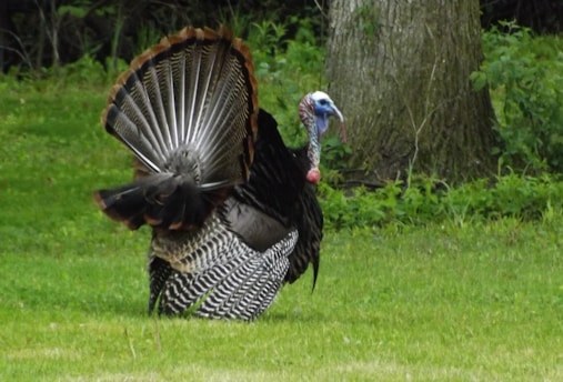 The Ultimate Guide to Choosing the Best Turkey Decoy for Bowhunting