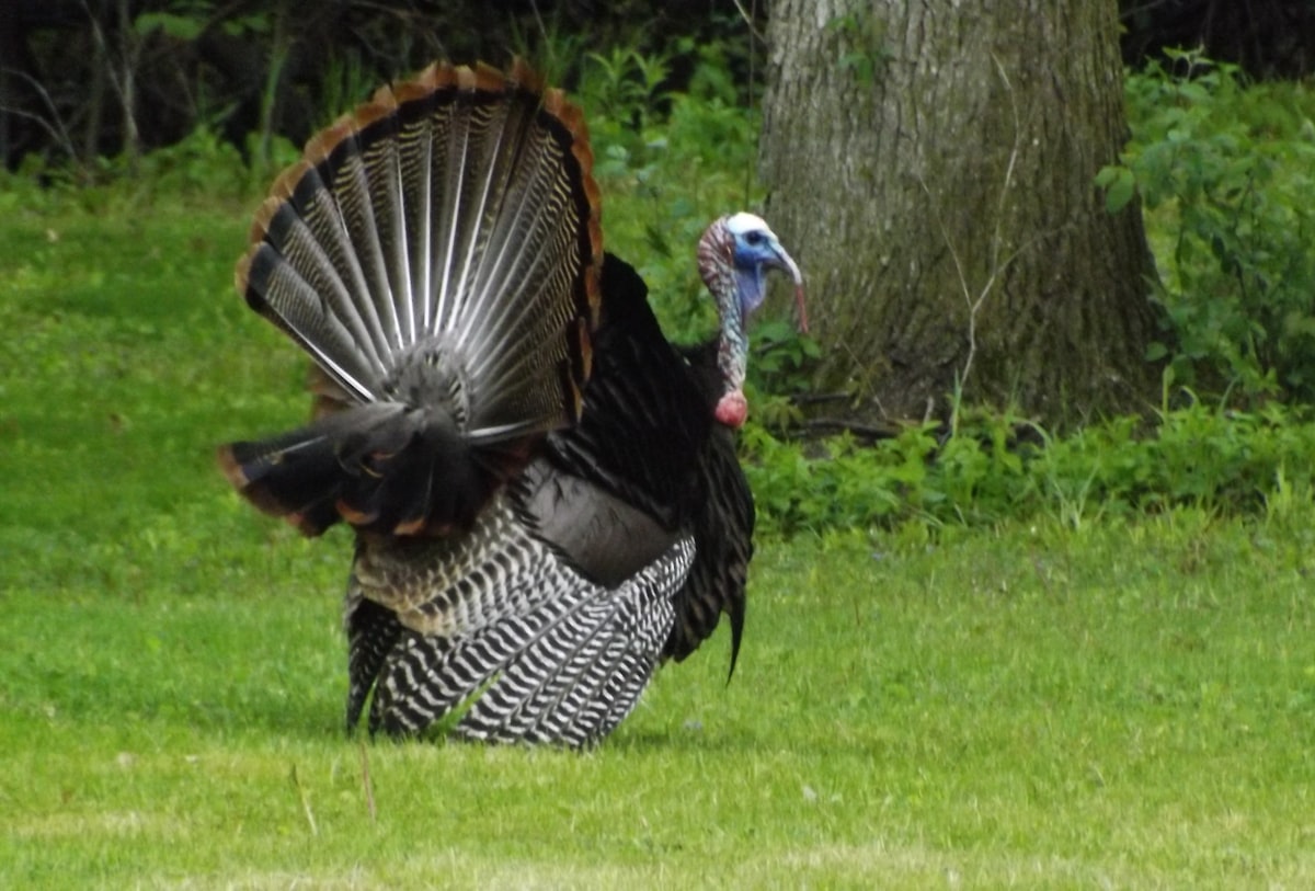 Wild turkey standing alert in a spring green field