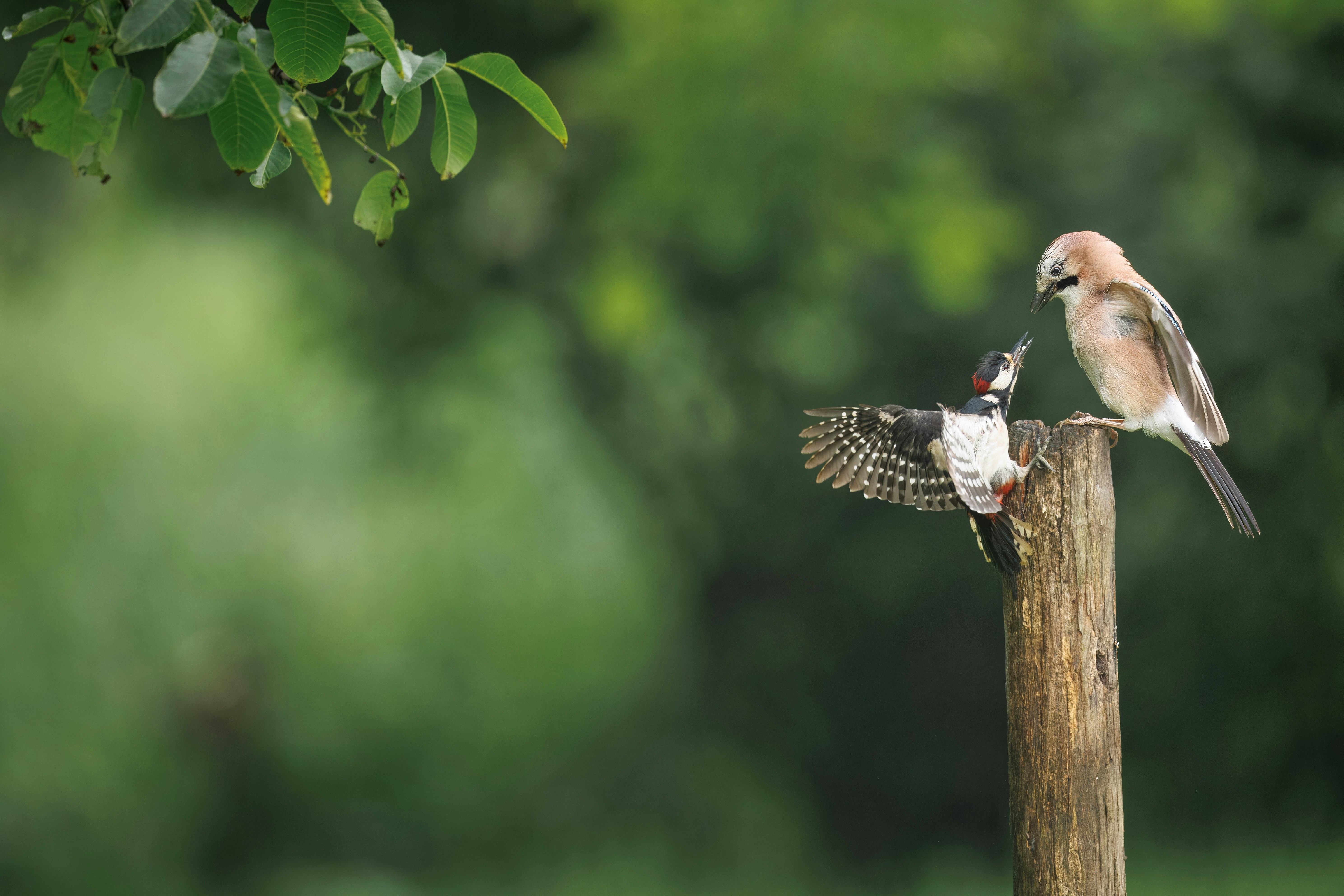 two birds perched on top of a wooden post