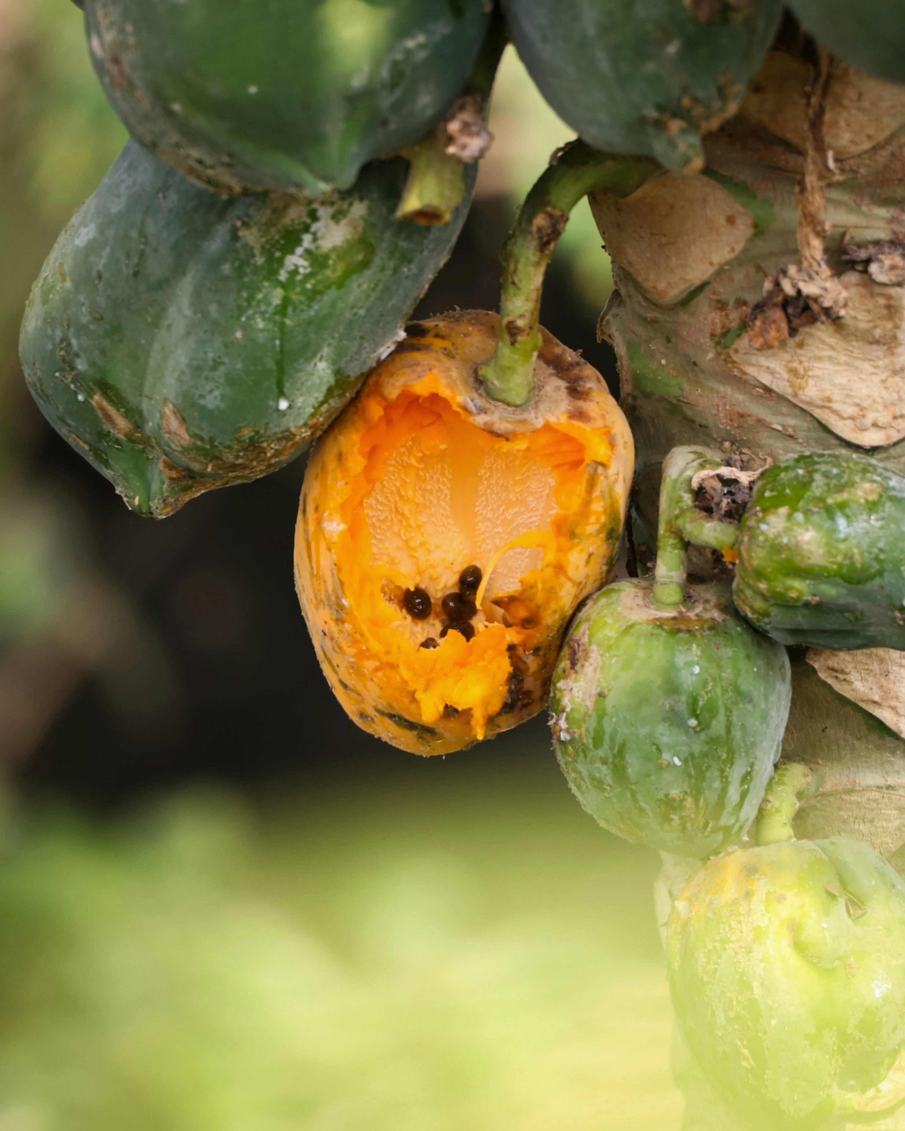 A close up of a fruit on a tree photo – Free Outdoor Image on Unsplash