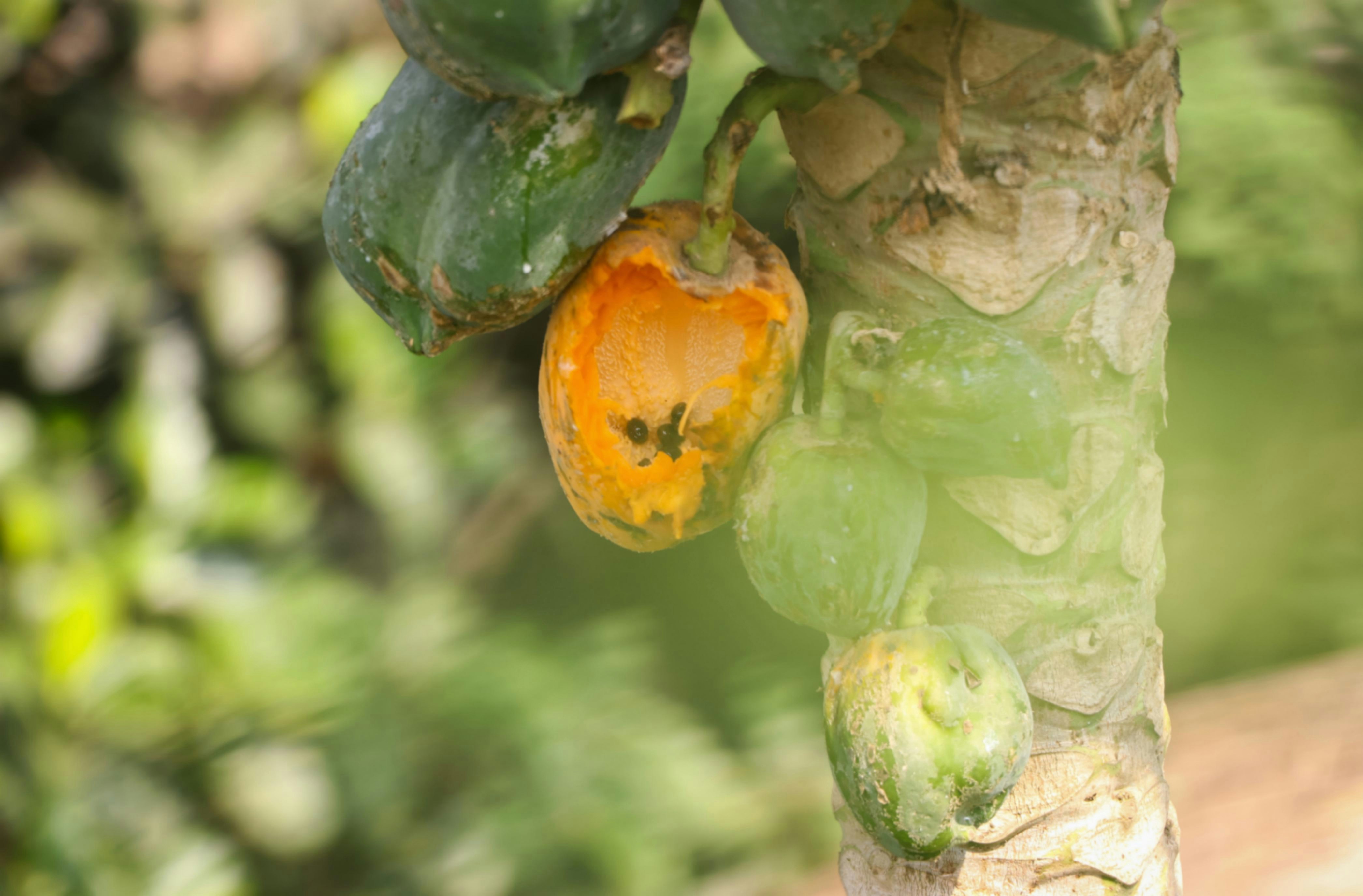 The Benefits of Papaya for Diabetic Patients