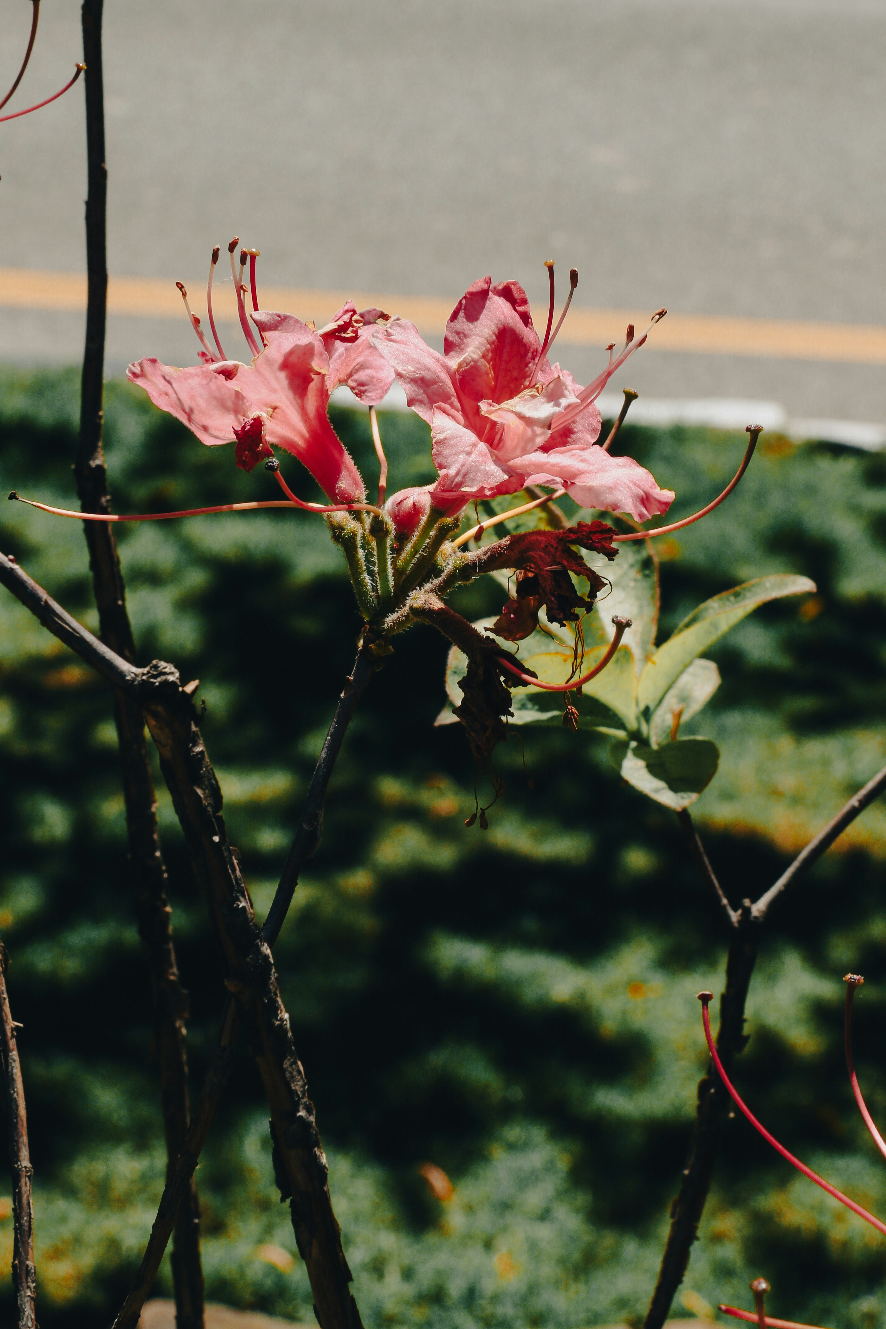 red plant texture, wallpaper, 5 Manfaat Gambir untuk Kesehatan yang Perlu Diketahui 5