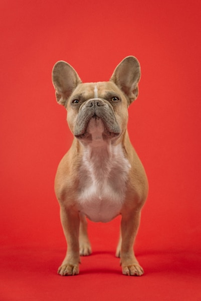 Whale Eye in Dogs: What It Means and Why It Matters