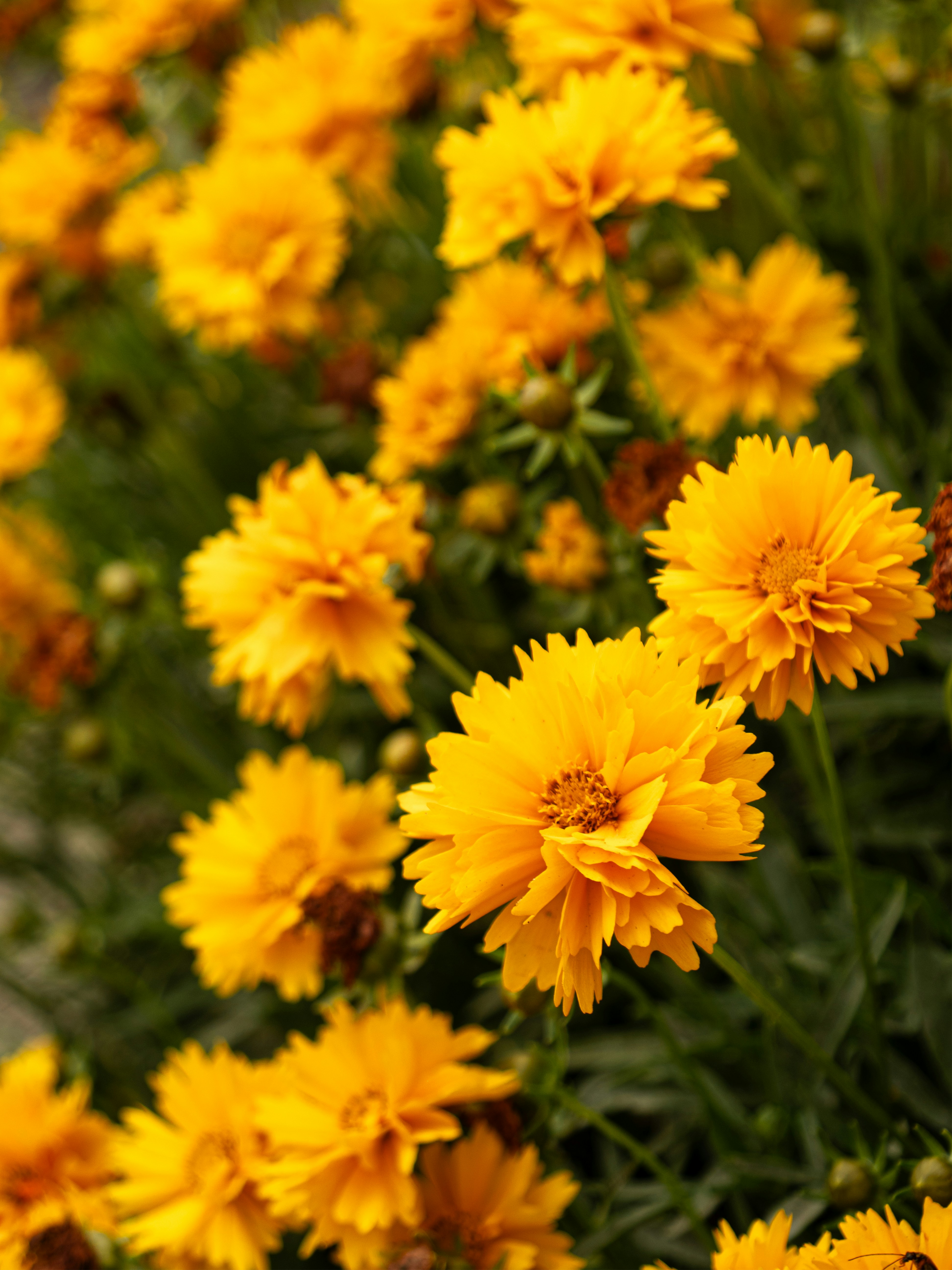 Photo by eliamassignan