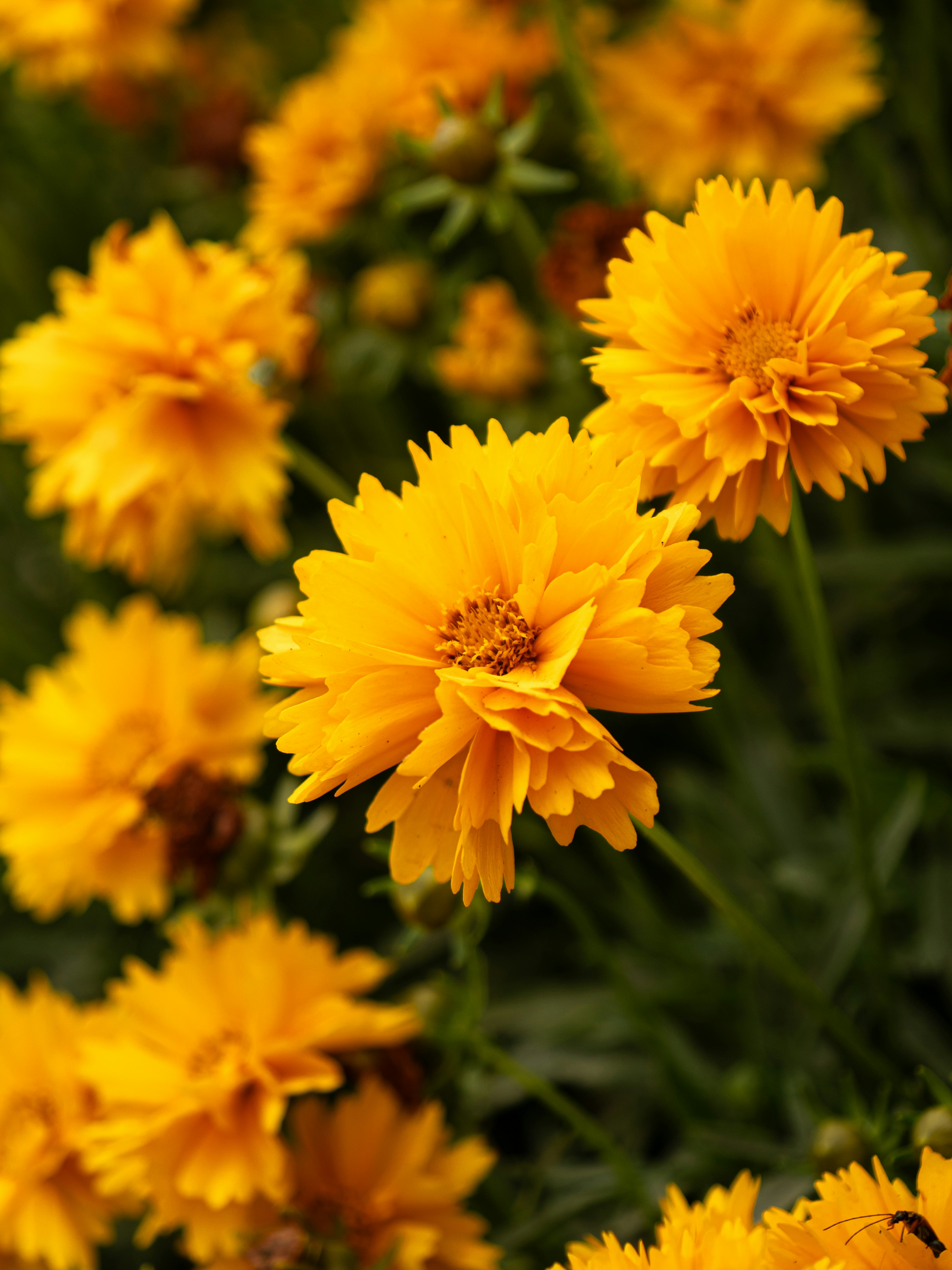 Photo by eliamassignan