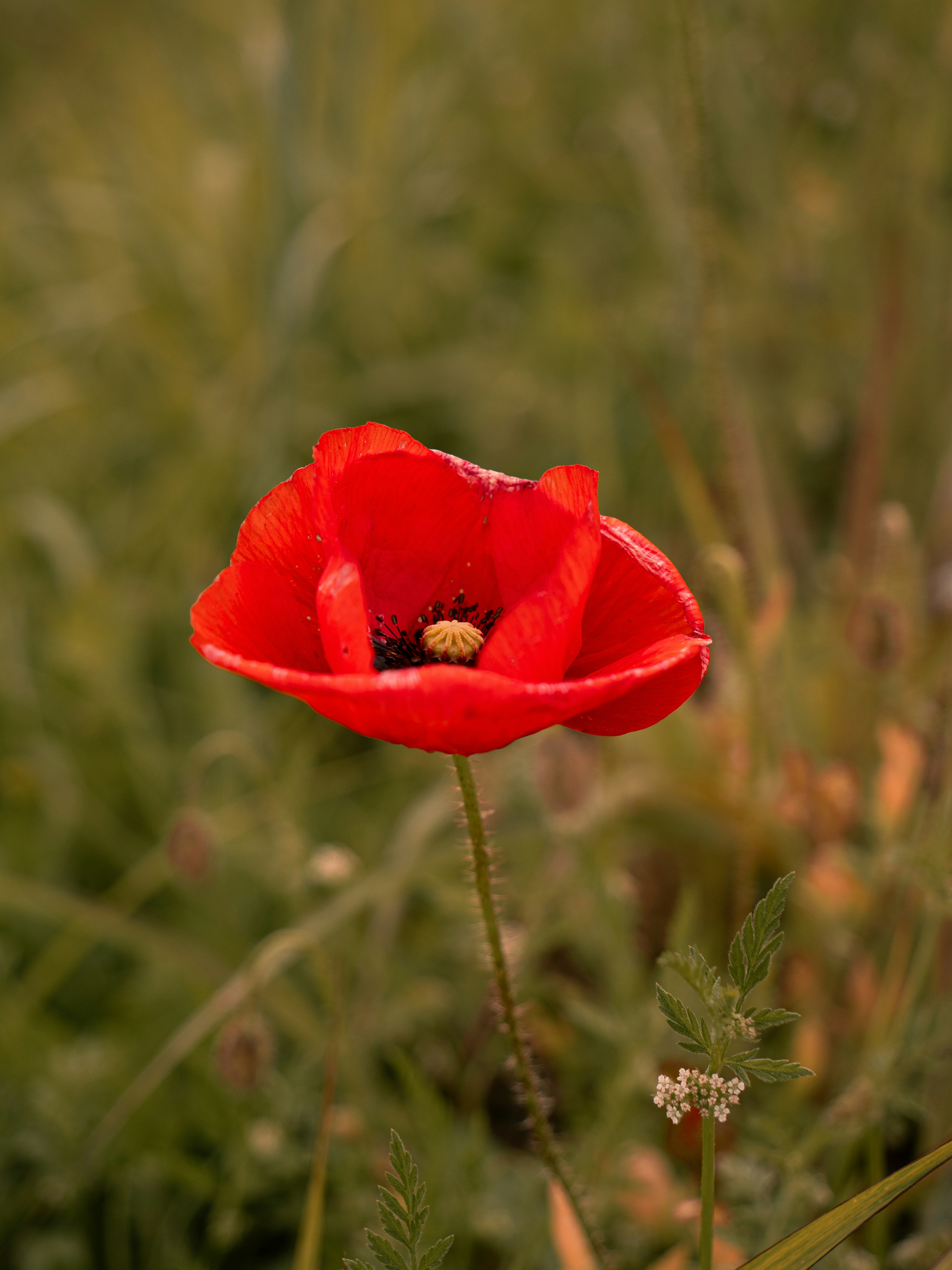 Photo by eliamassignan