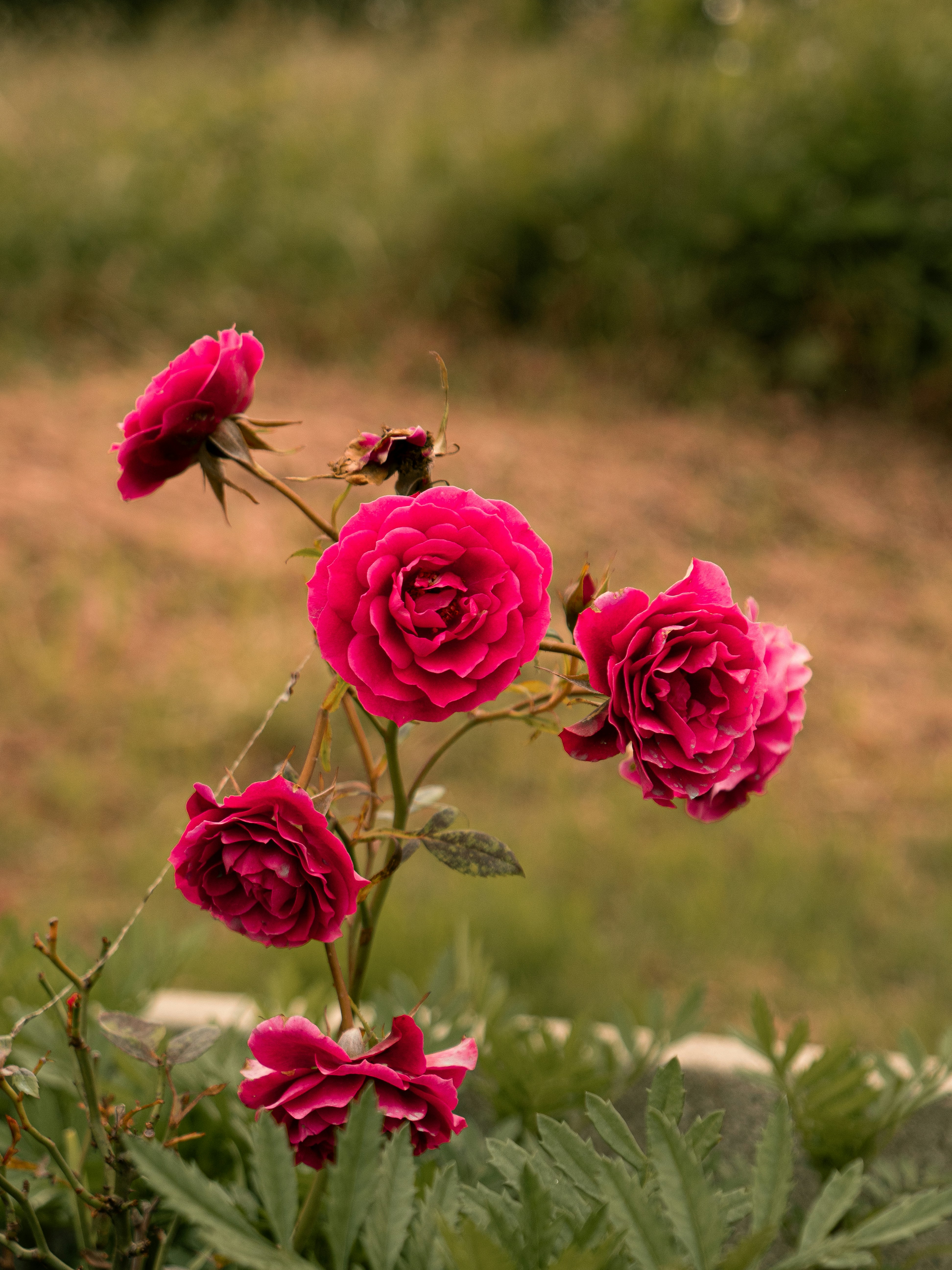 A bunch of pink roses growing in a garden photo – Free Flower Image on ...