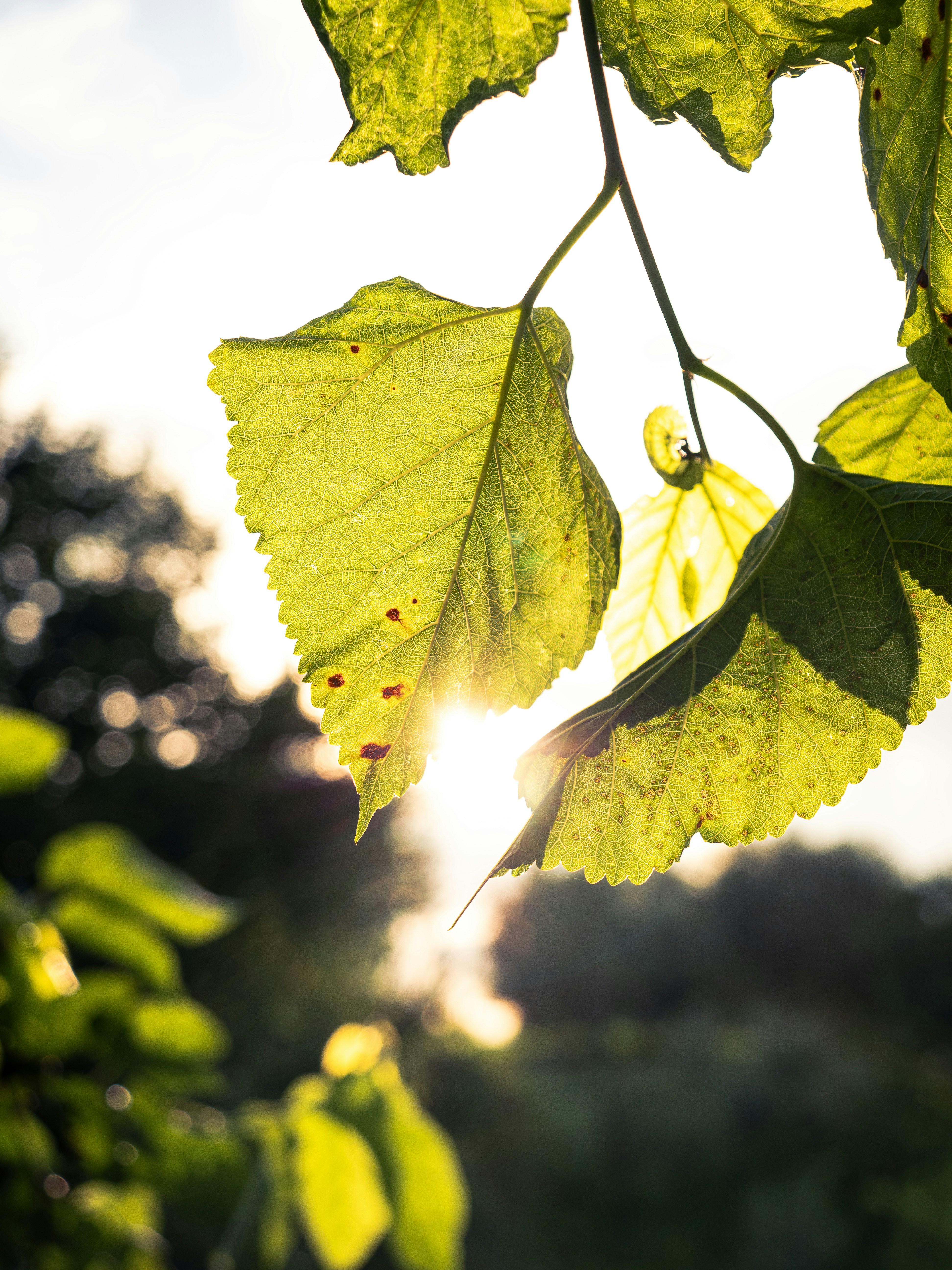 Photo by eliamassignan