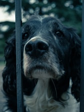 a close up of a dog behind a fence
