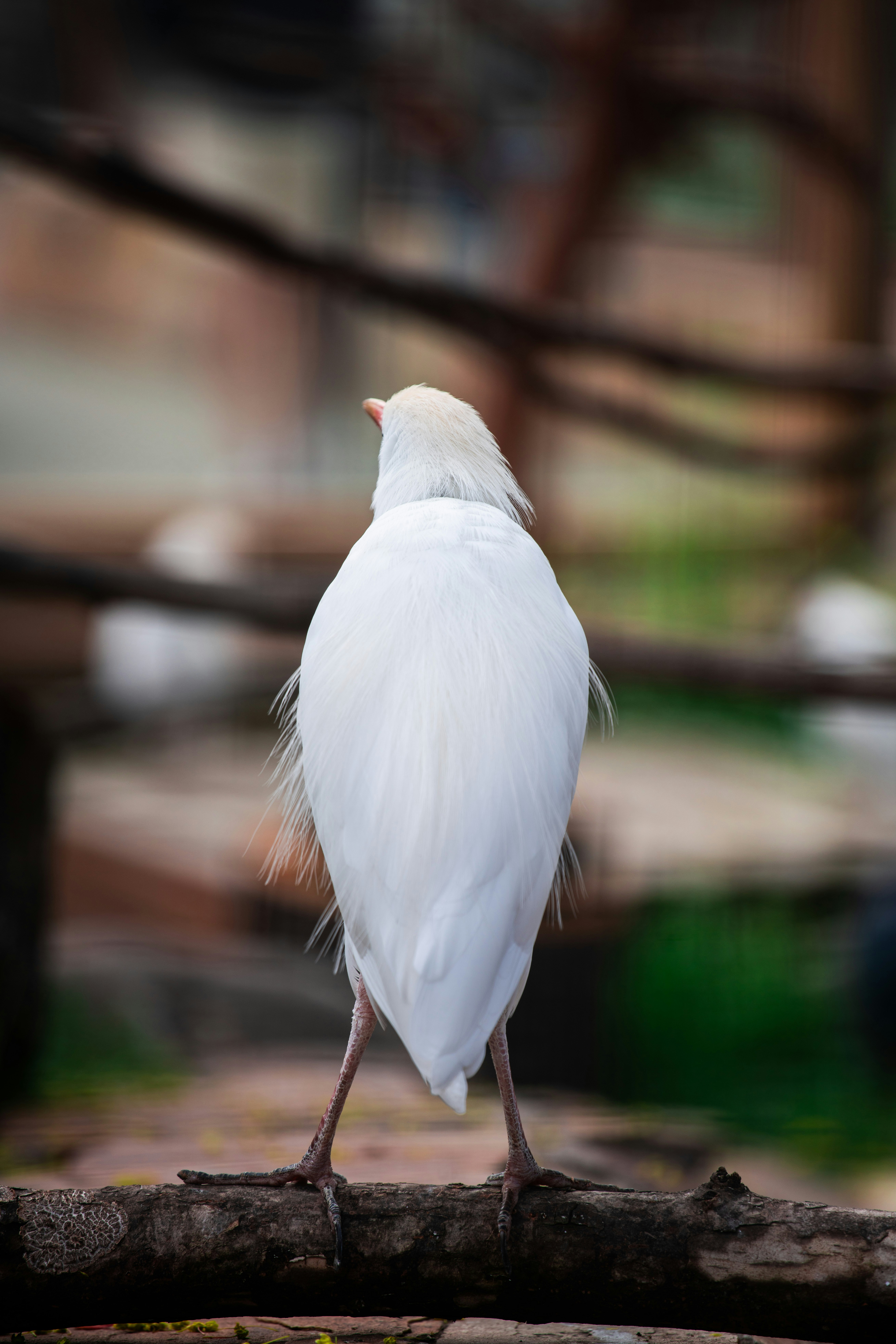 木製のレールに座っている白い鳥の写真 – Unsplashの白い鳥の無料画像