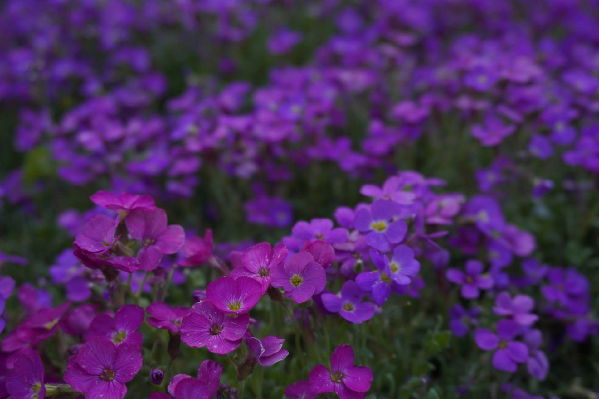 a bunch of purple flowers that are in the grass