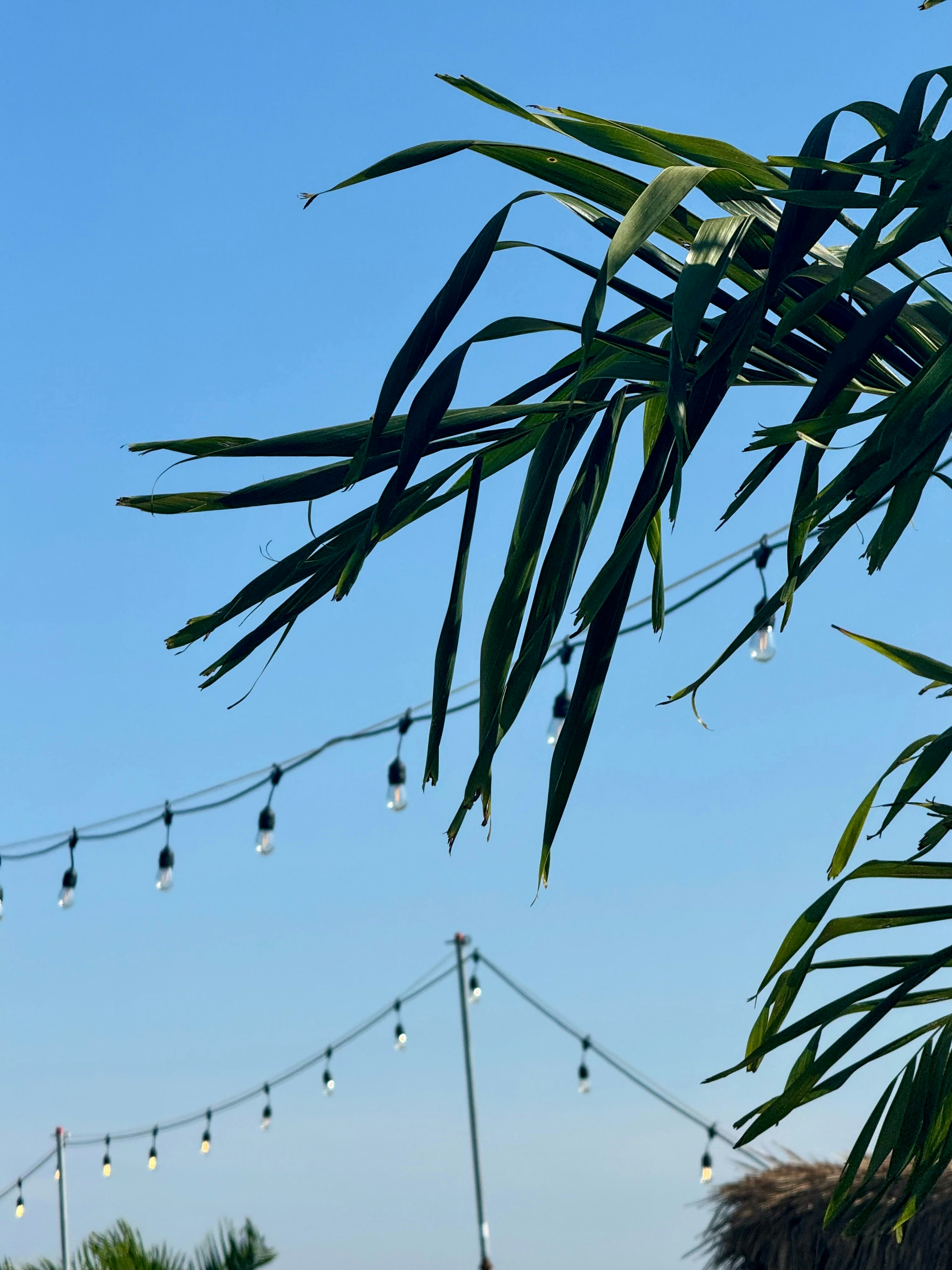 a clock on a pole in front of a palm tree