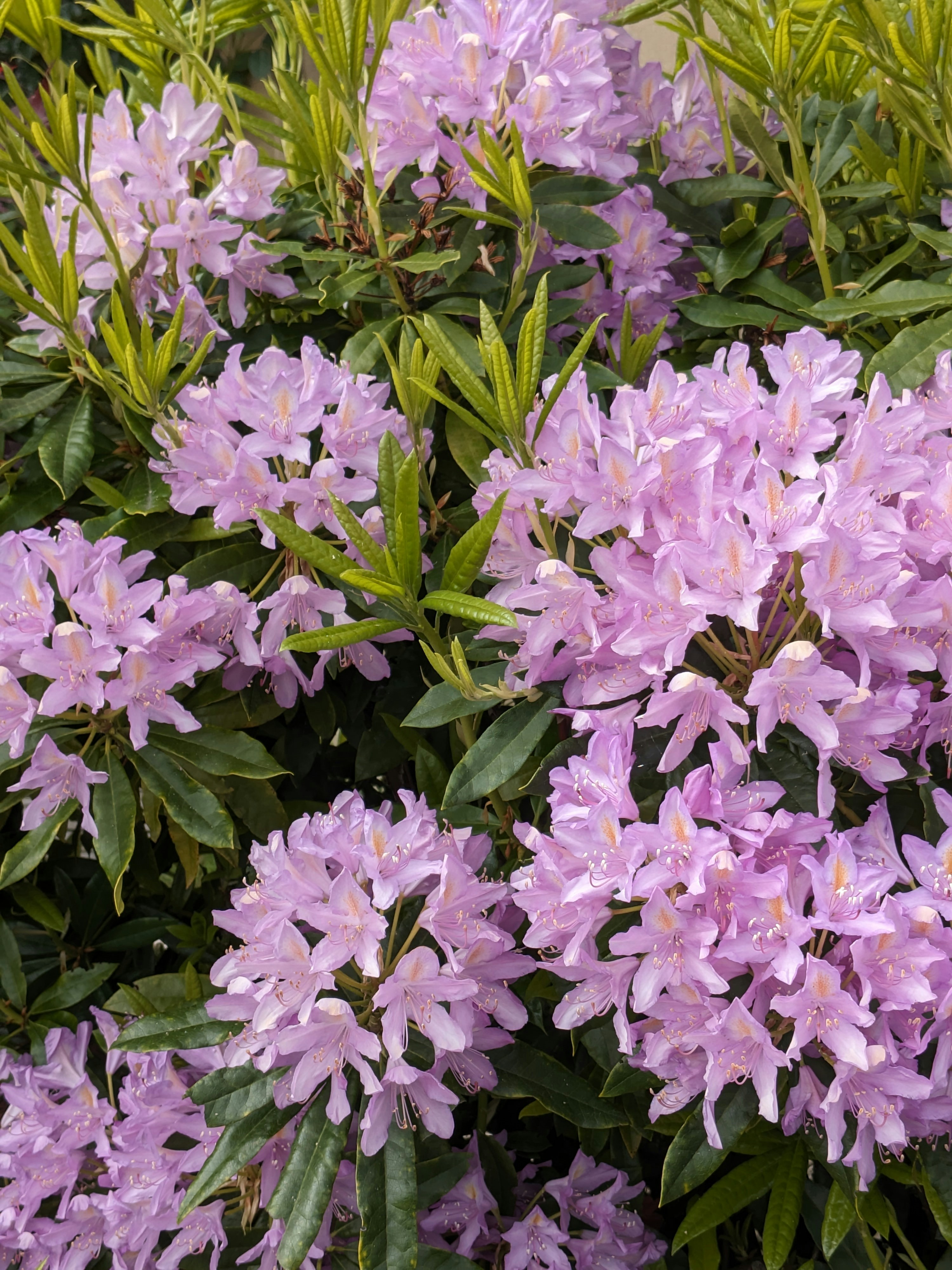 Photo by zaralazarov