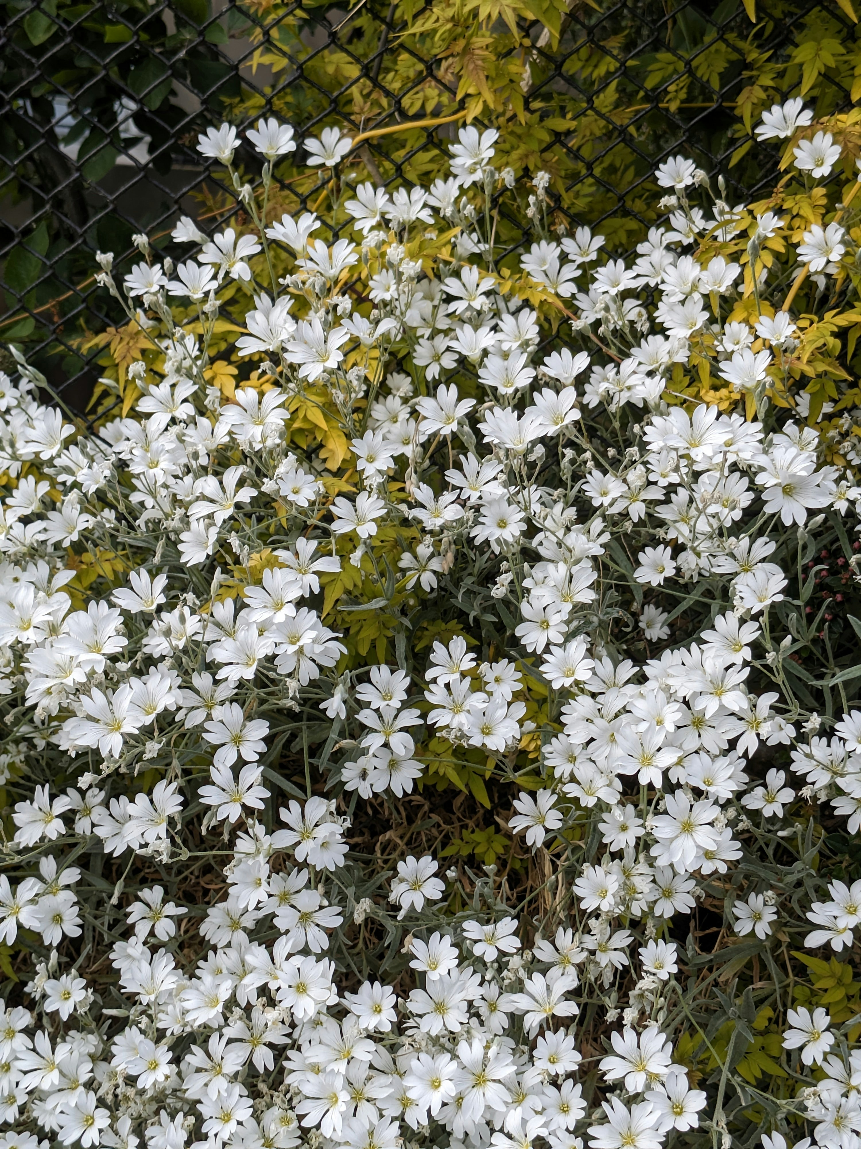 a bunch of white flowers in front of a fence