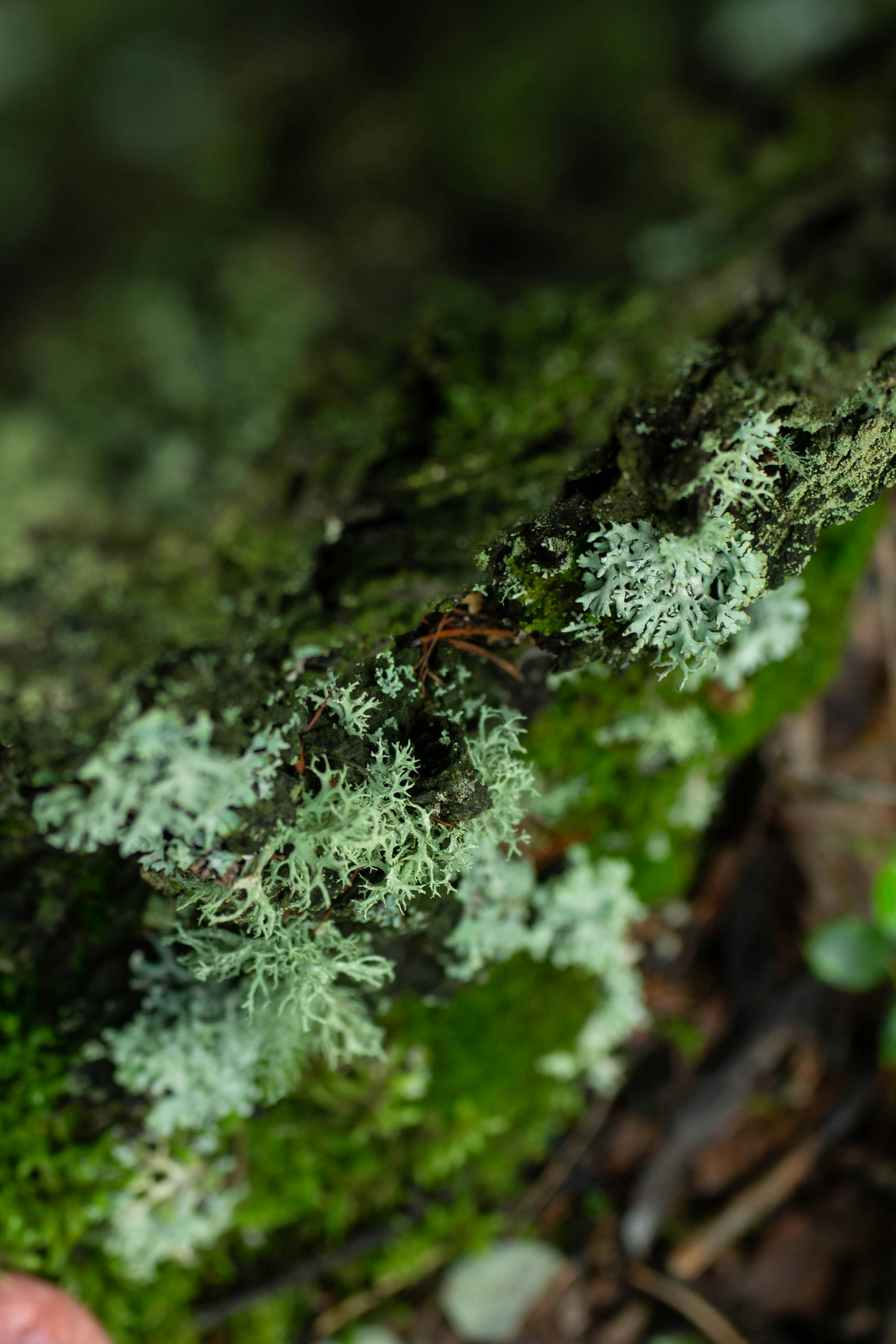 a person holding a cell phone in their hand