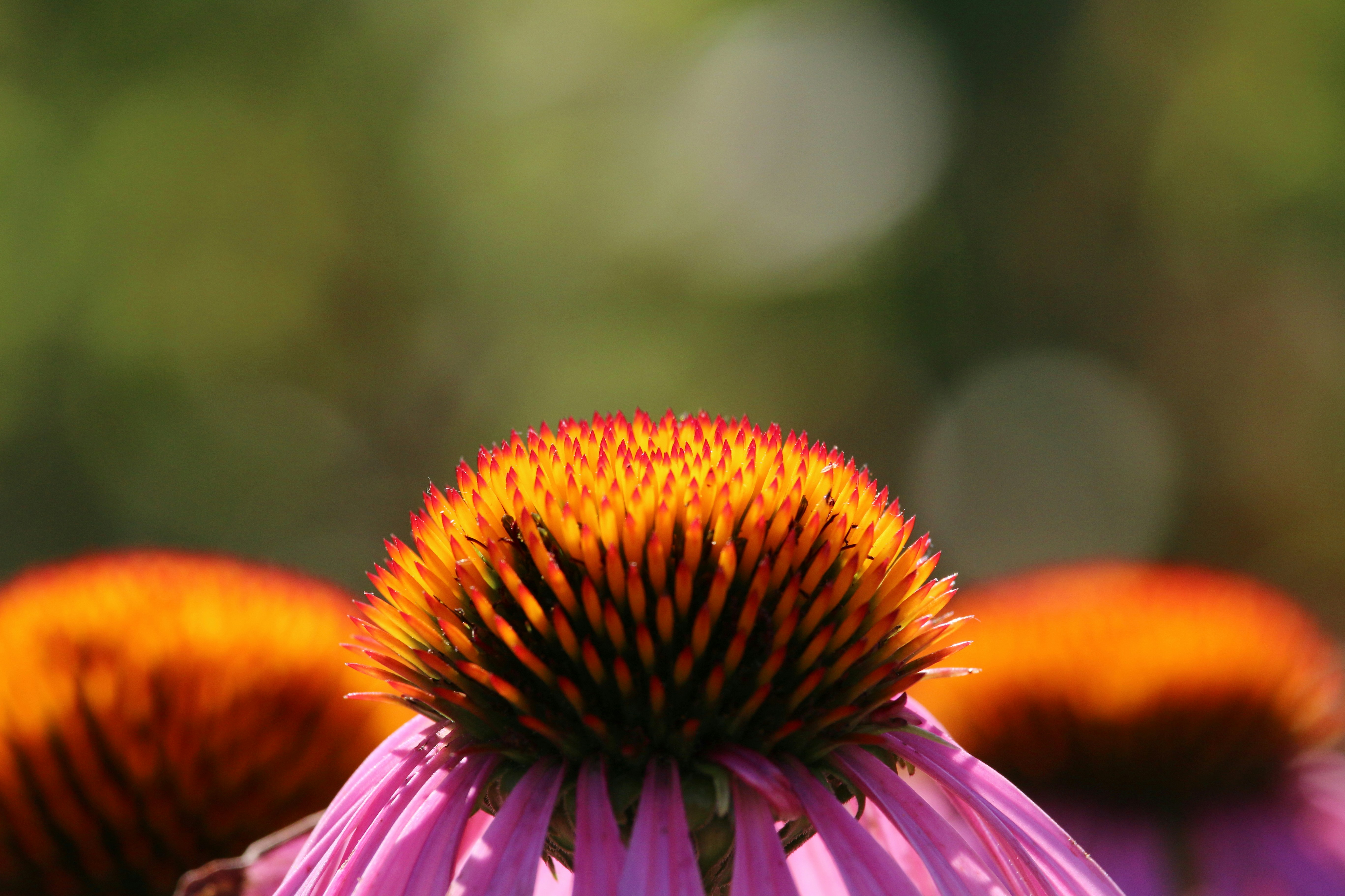 a close up of a flower with blurry background