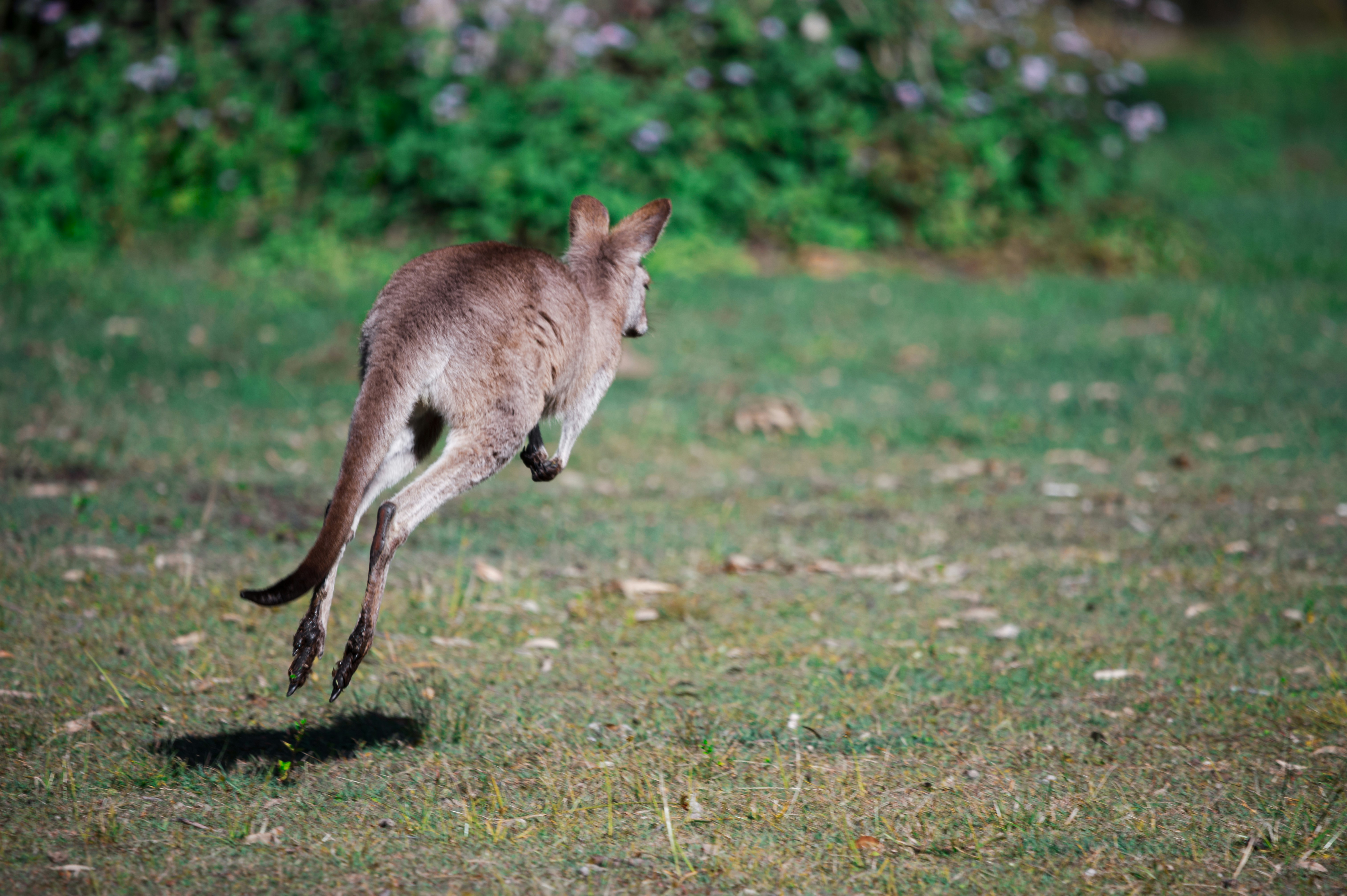 The Bouncing World of Hoppers and Jumpers (image credits: unsplash)