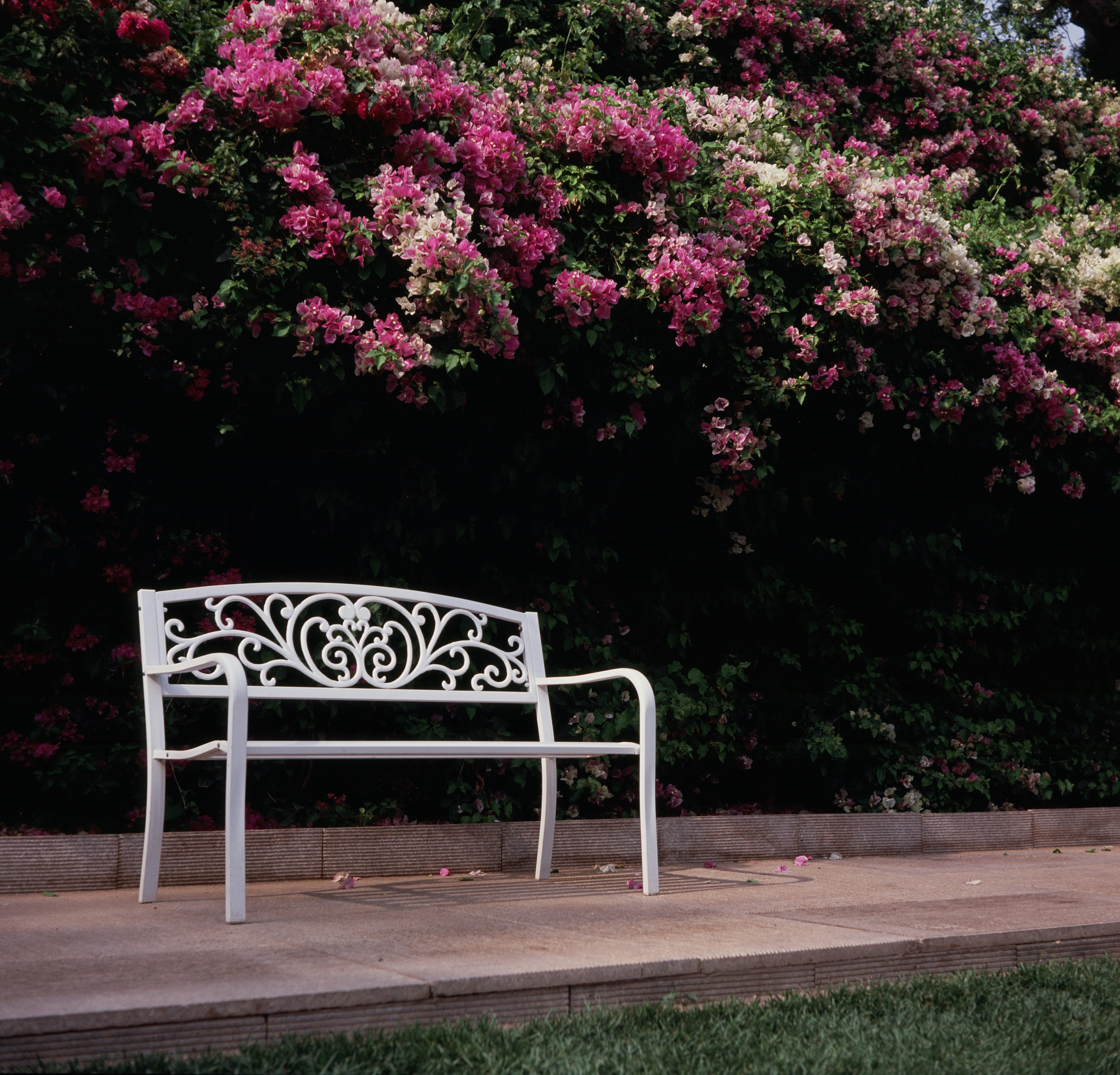 Photograph of a white ornate metal bench on a brick path, set against a dense wall of pink flowering shrubs. A tranquil garden moment framed by blossoms.