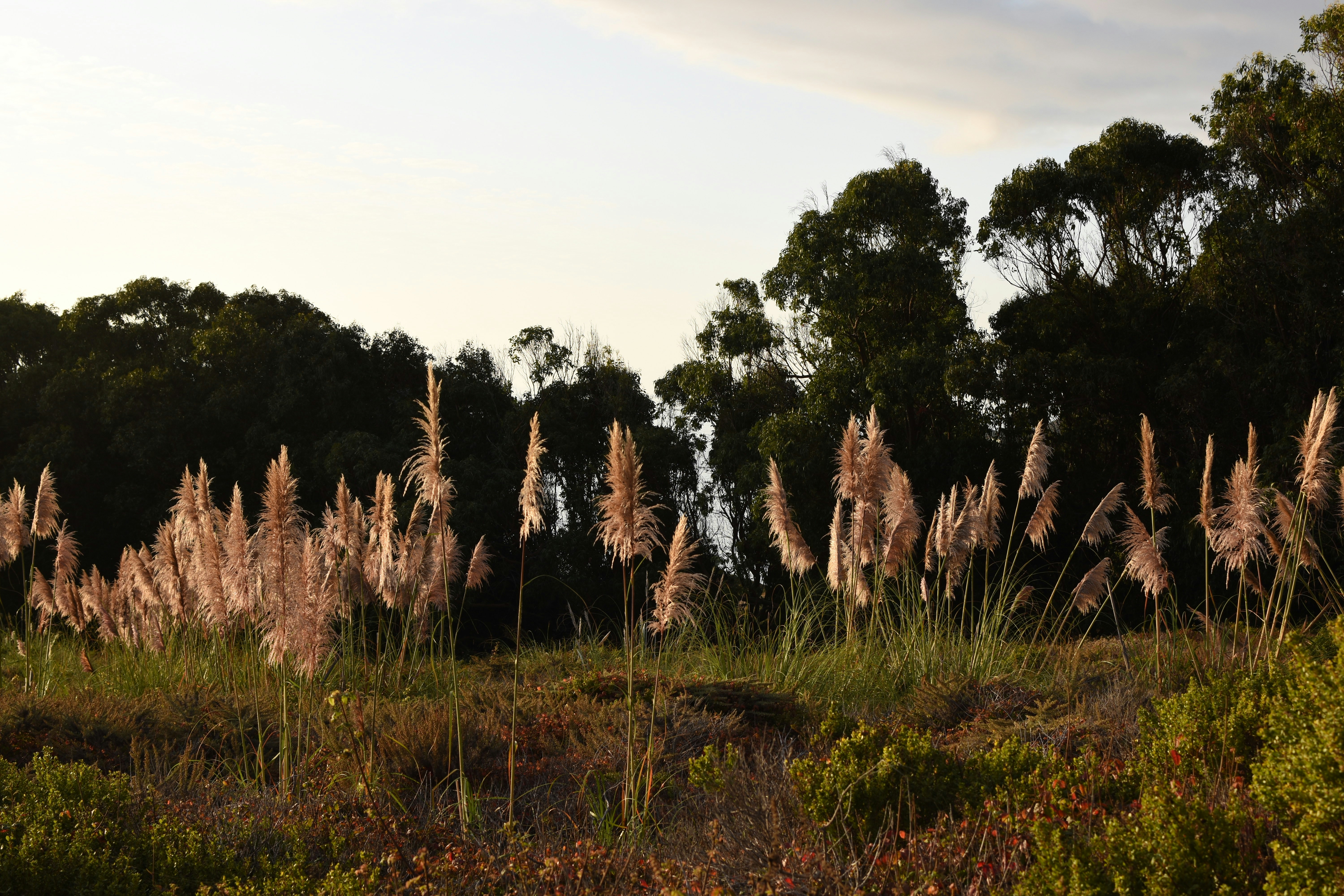 a field with tall grass and trees in the background