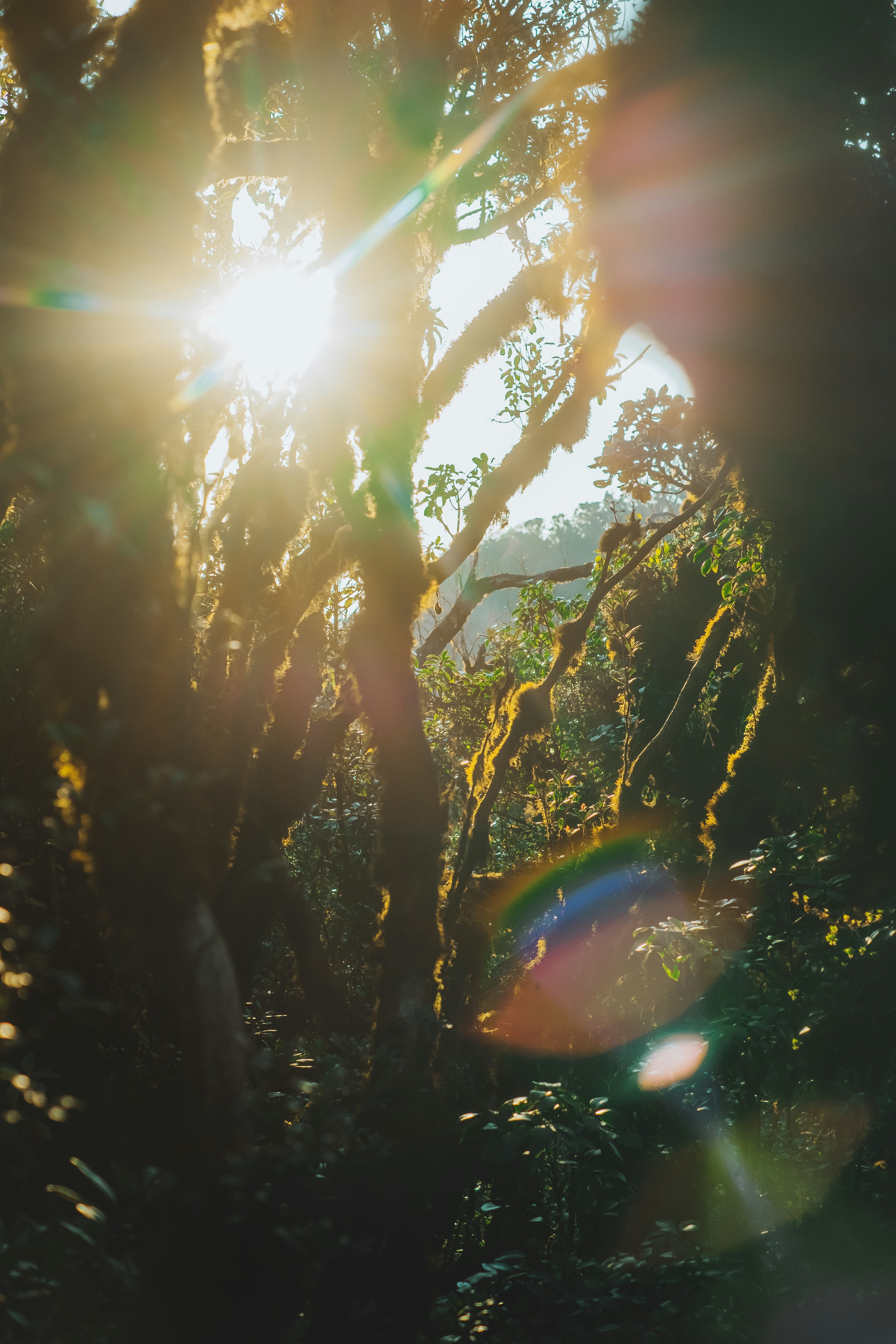 the sun is shining through the trees in the forest
