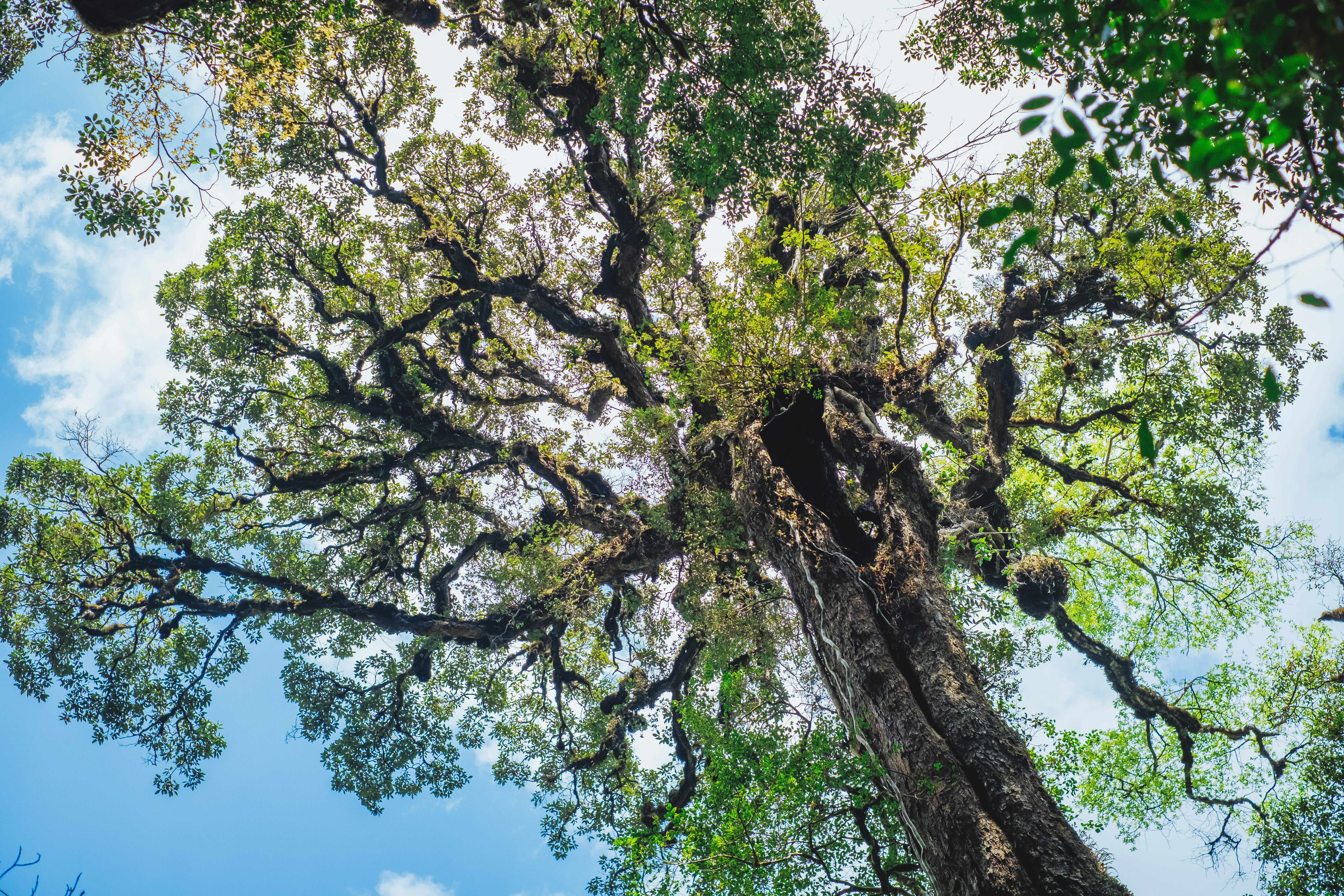 looking up at the canopy of a tall tree