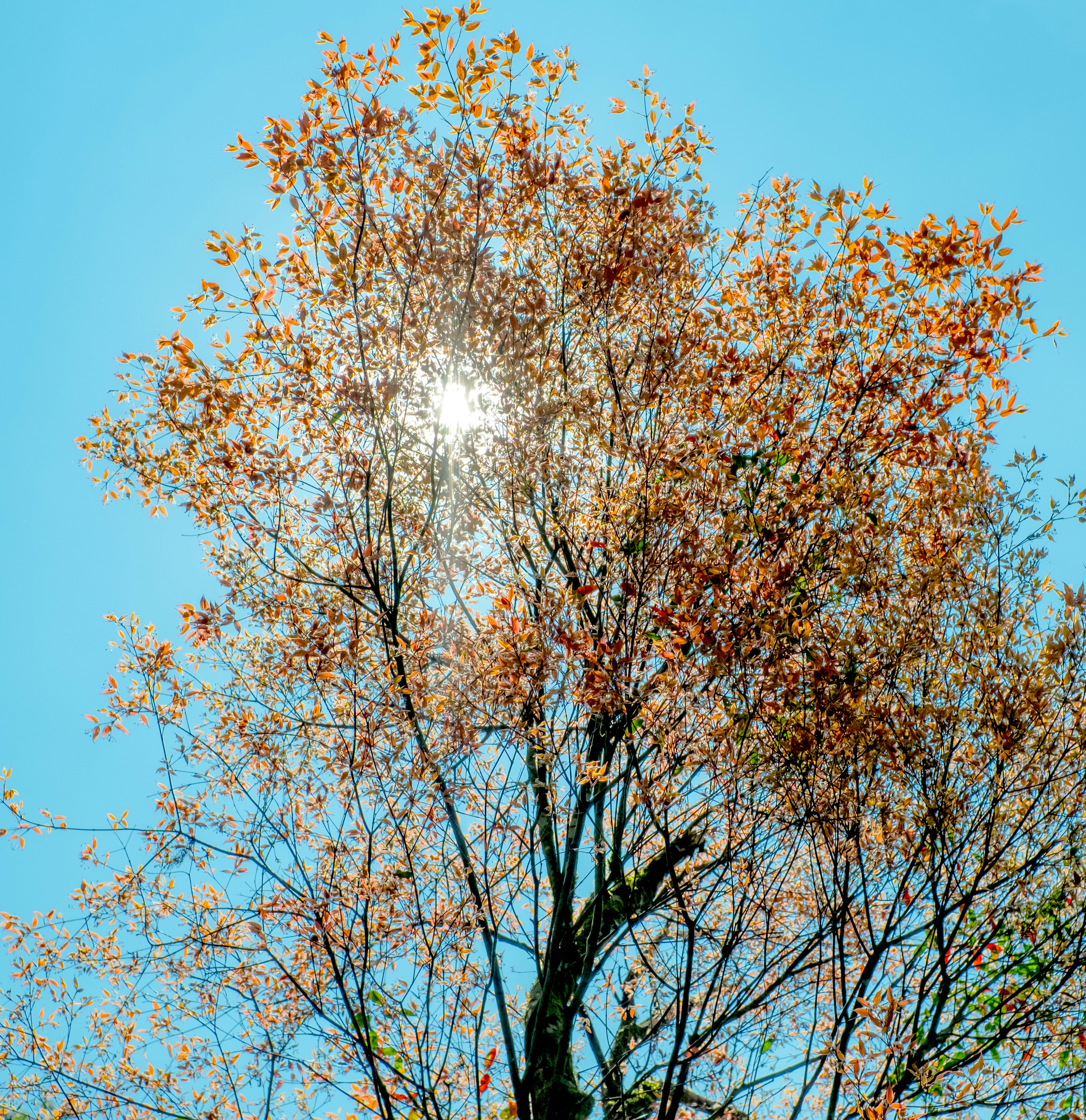 a tree with lots of leaves and a bright sun in the background