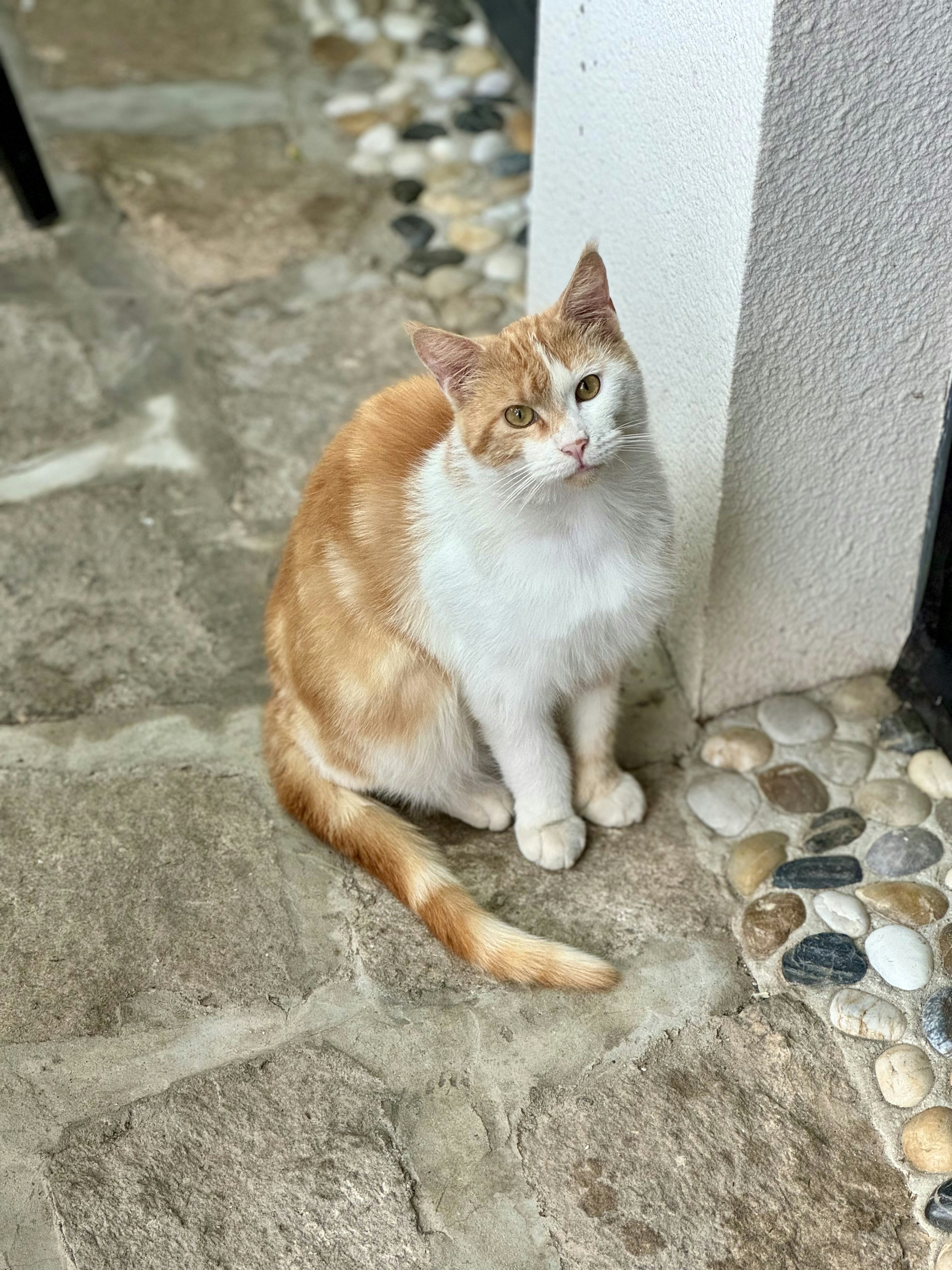 an orange and white cat sitting next to a door