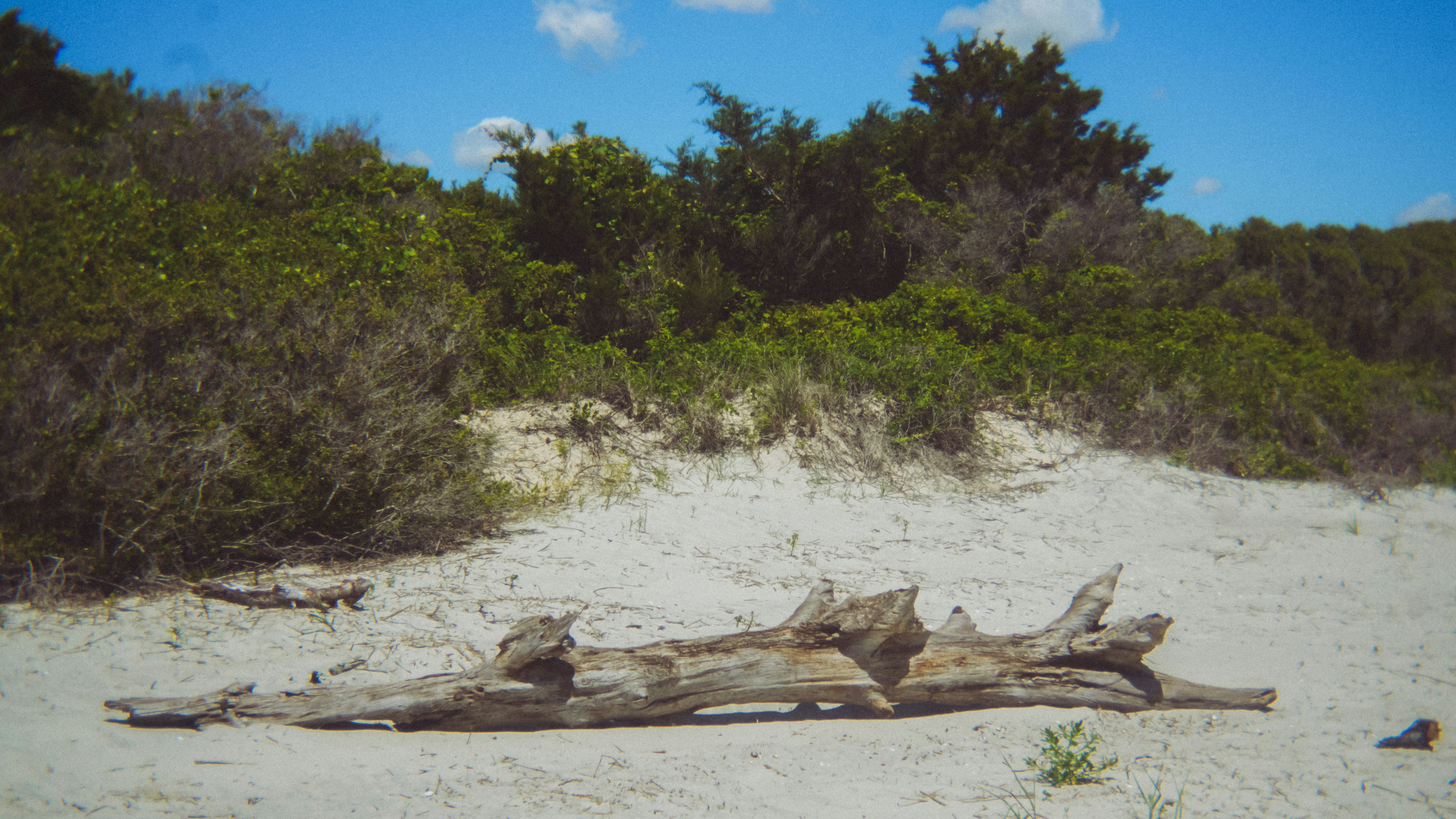 ein Stück Treibholz auf einem Sandstrand