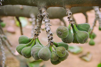 a bunch of unripe bananas hanging from a tree