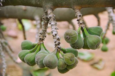 a bunch of unripe bananas hanging from a tree