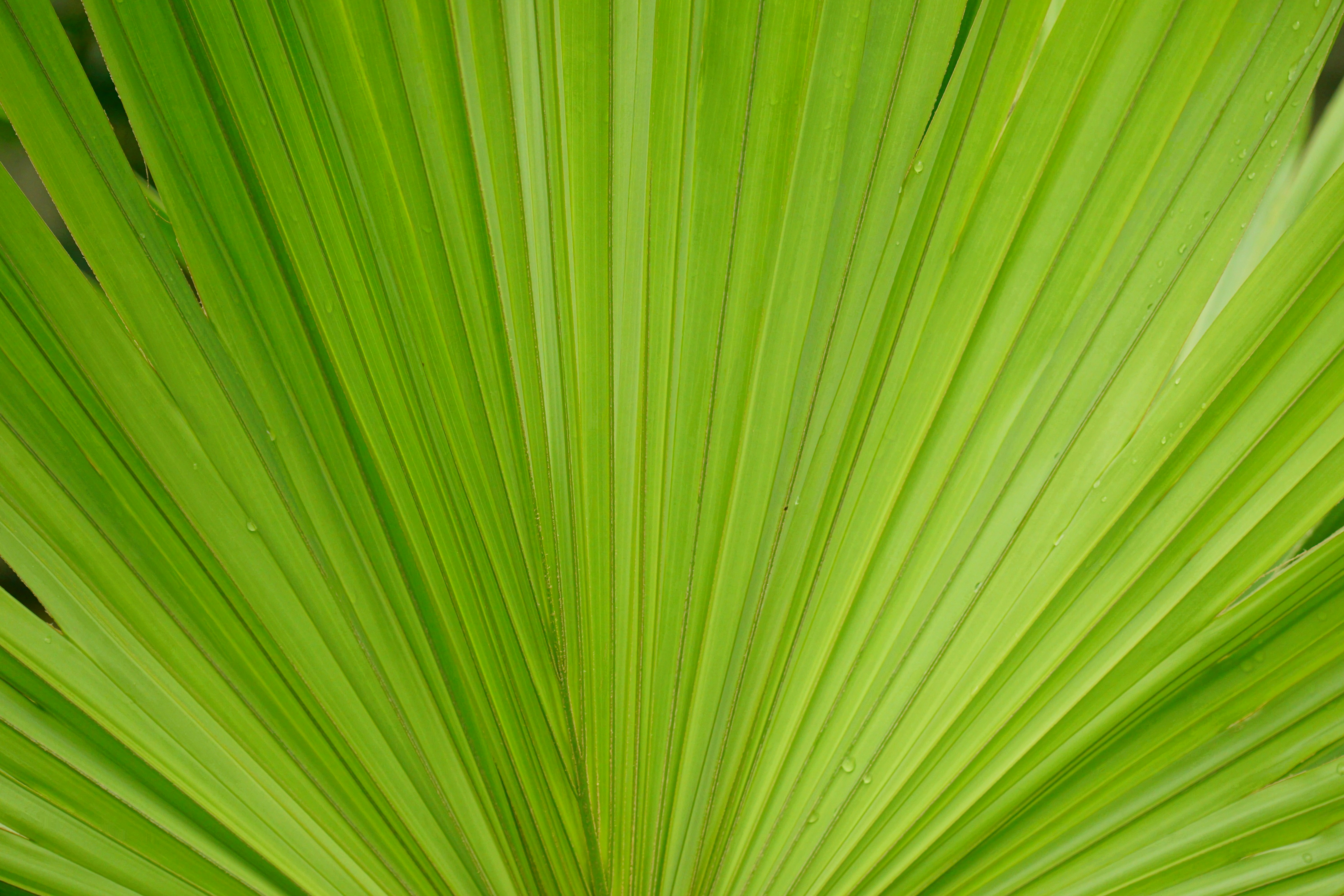 $REGEN Venture Studio