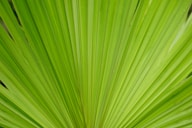 a close up of a green palm leaf