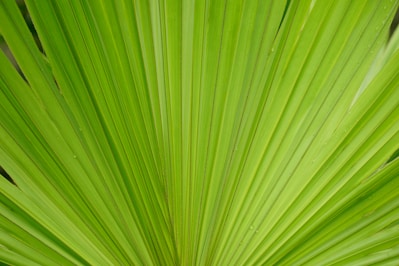 a close up of a green palm leaf