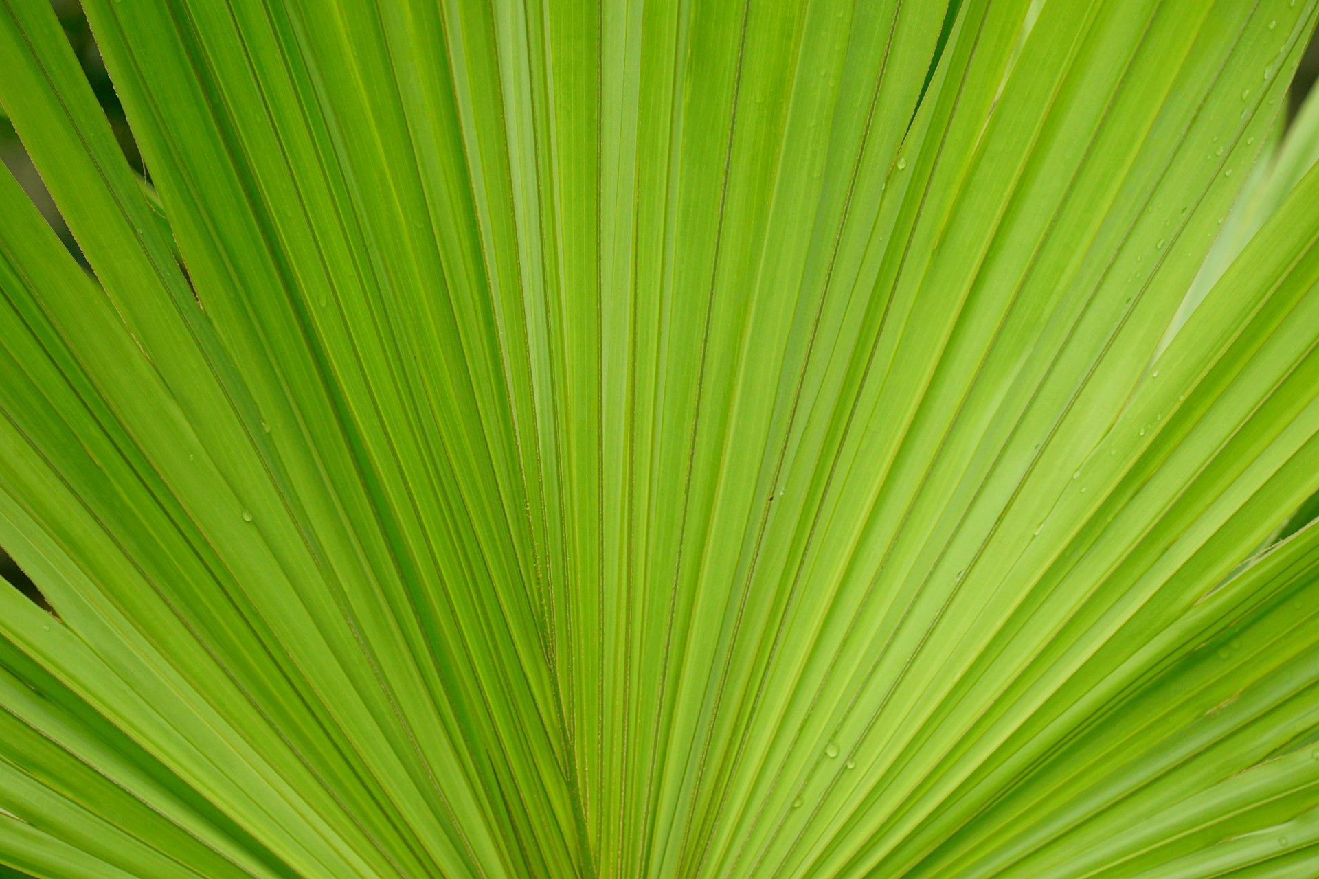 $REGEN Venture Studio