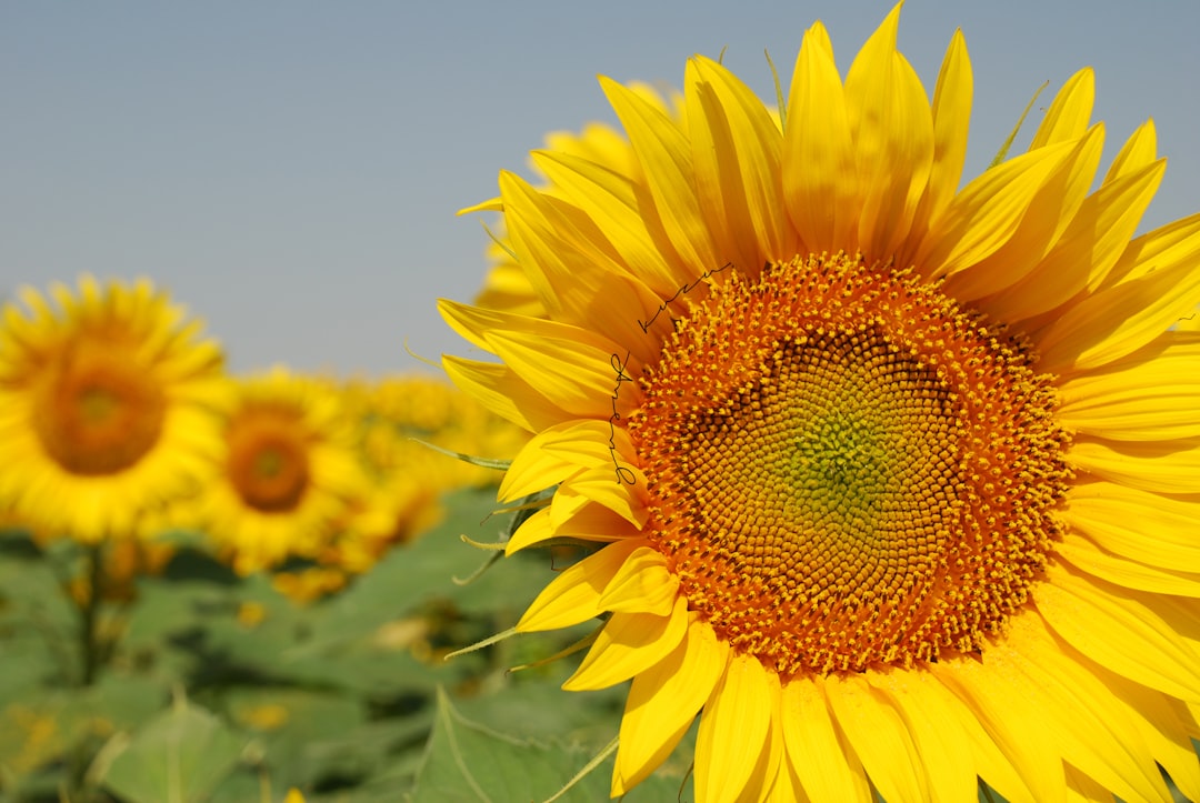 a large sunflower in a field of sunflowers,