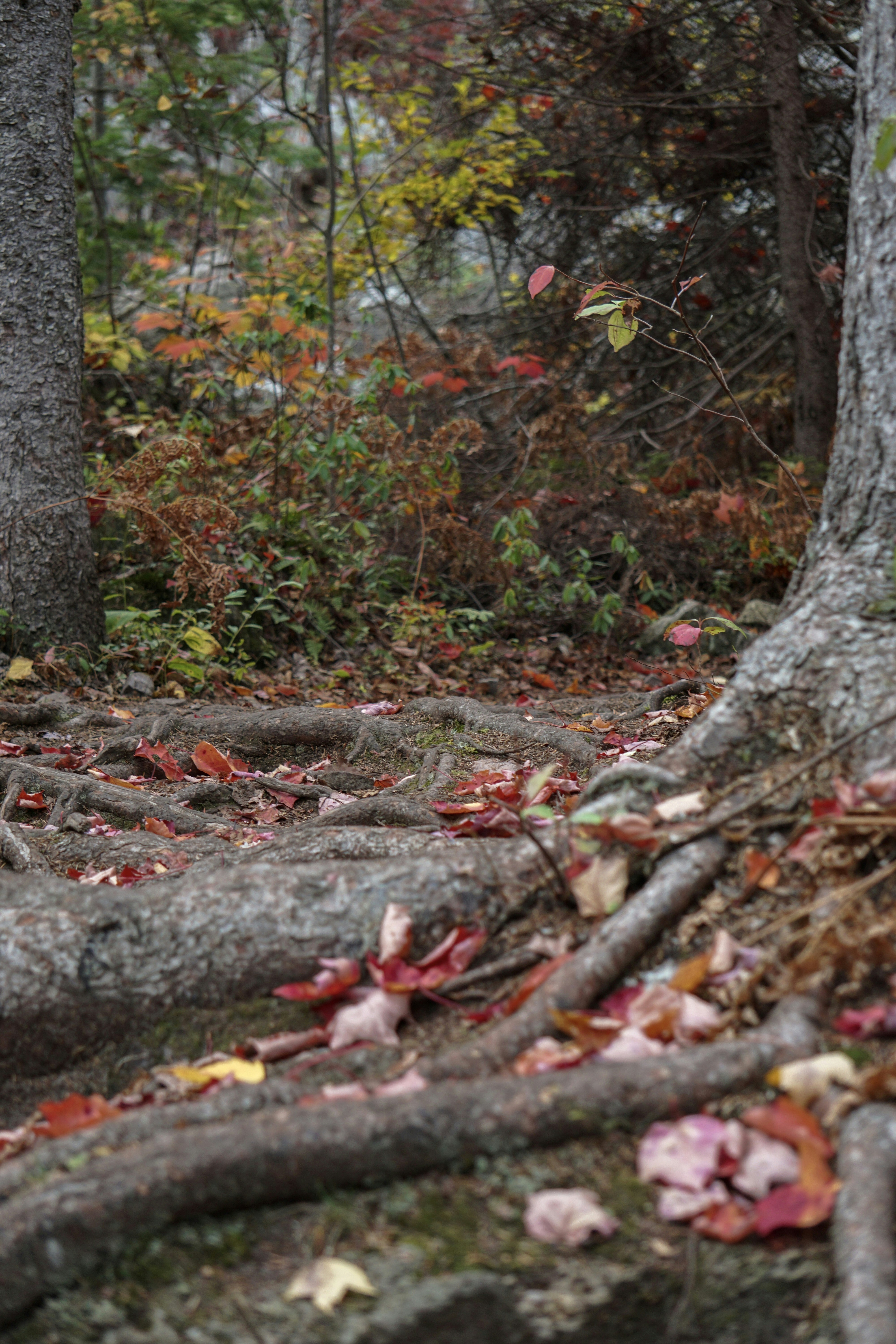 a bear walking through a forest filled with lots of trees