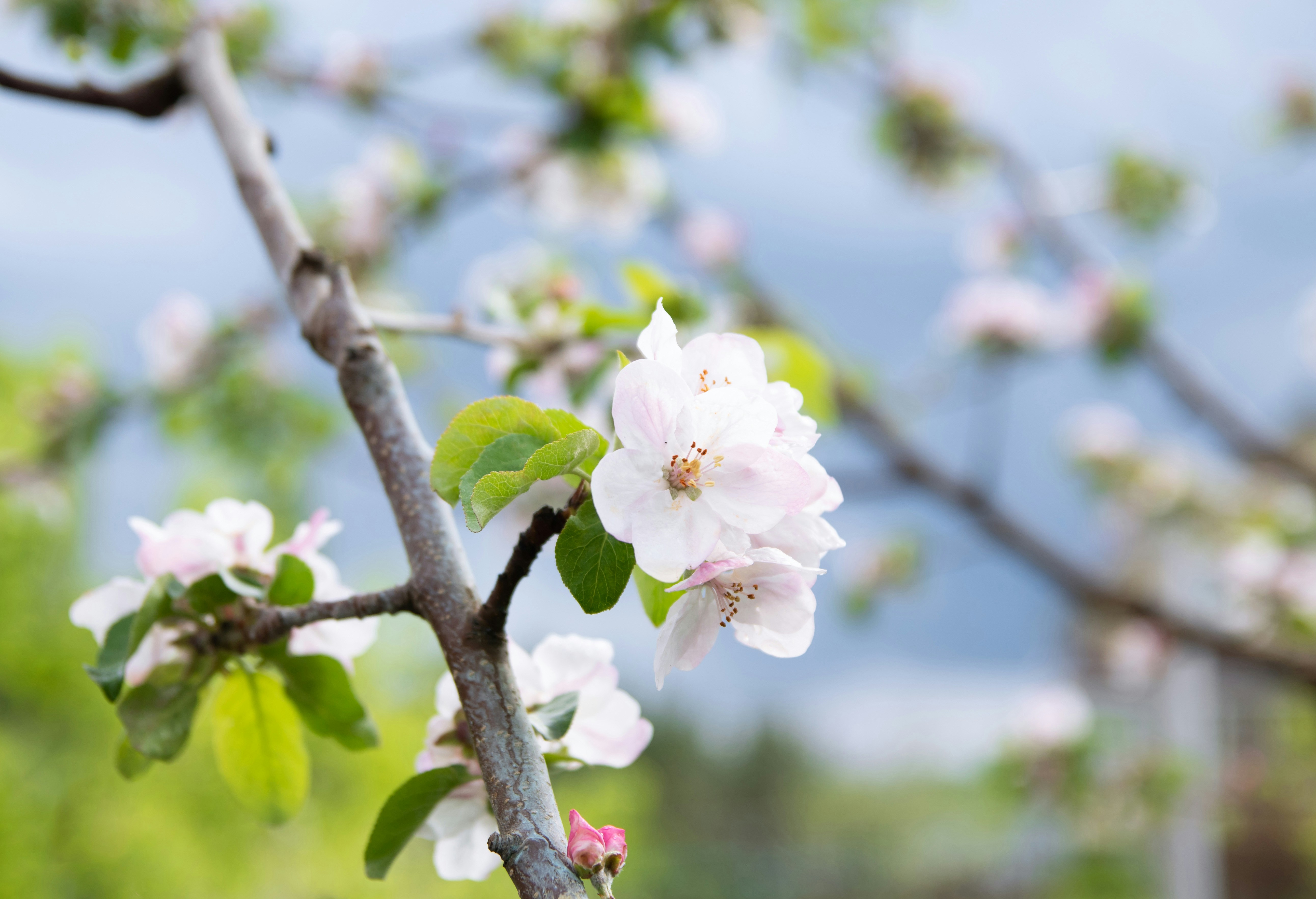 Photo by maksimzaviktorin