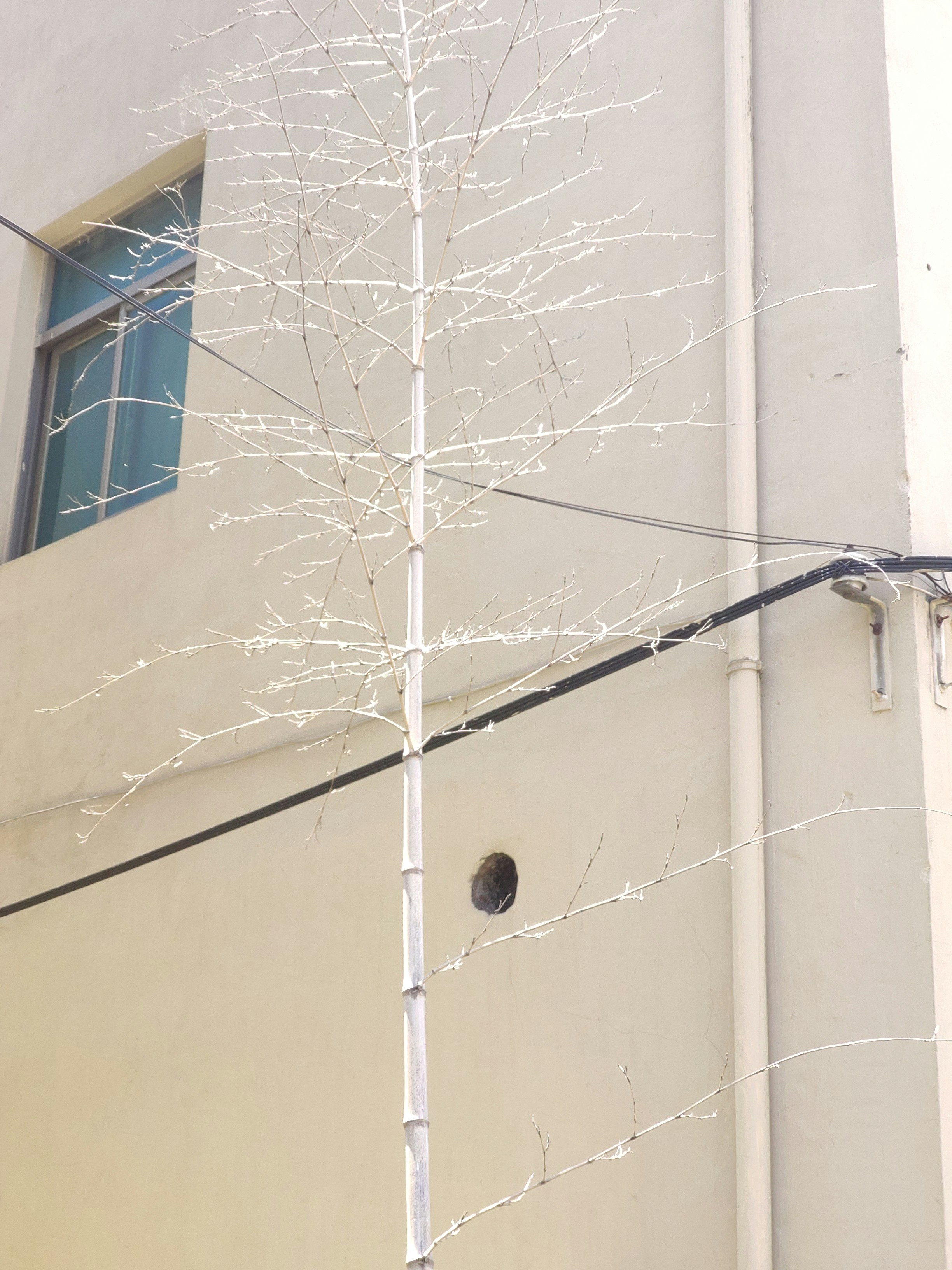 a white tree with no leaves in front of a building