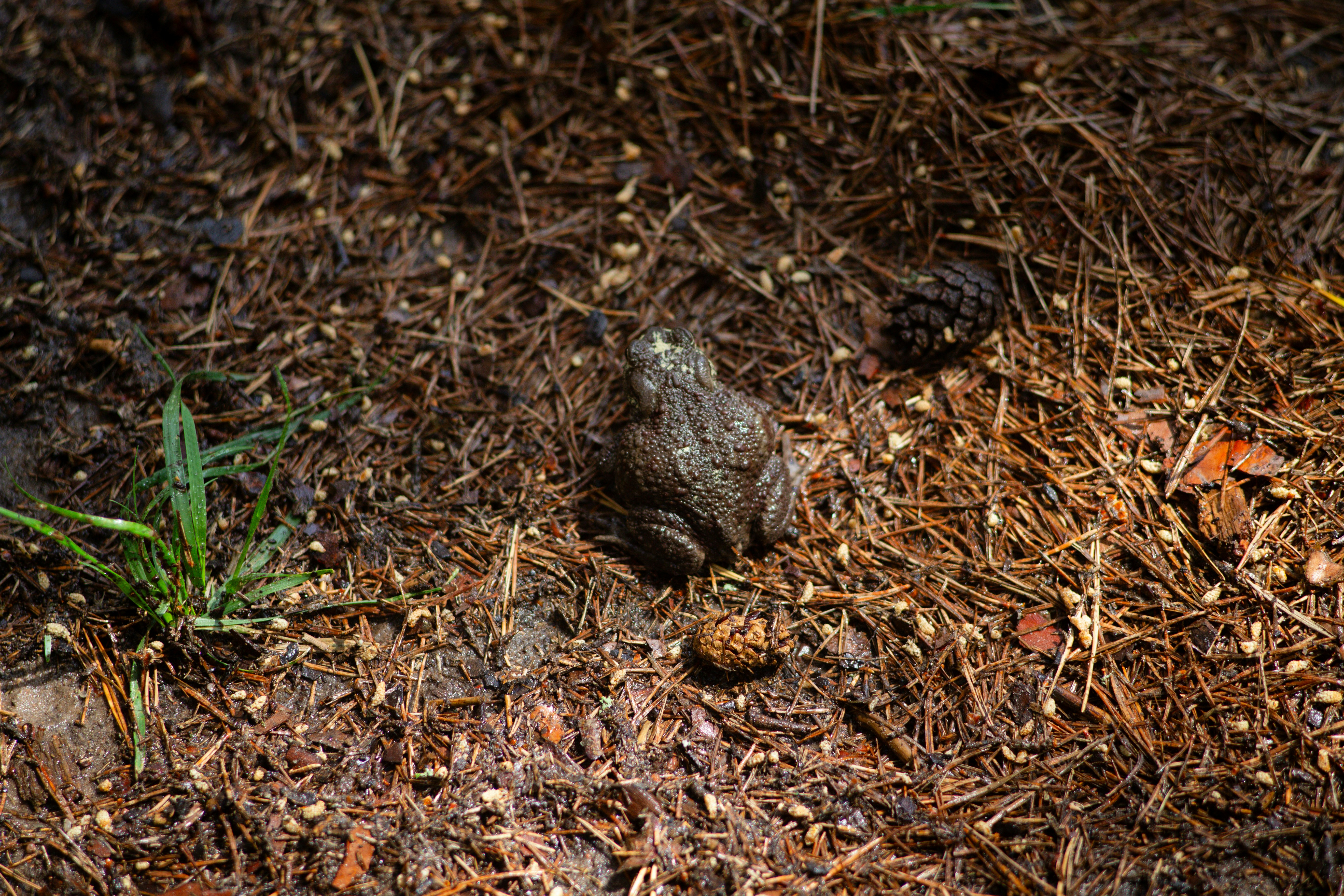 Rare and Endemic Species: Nature’s Hidden Gems (image credits: unsplash)