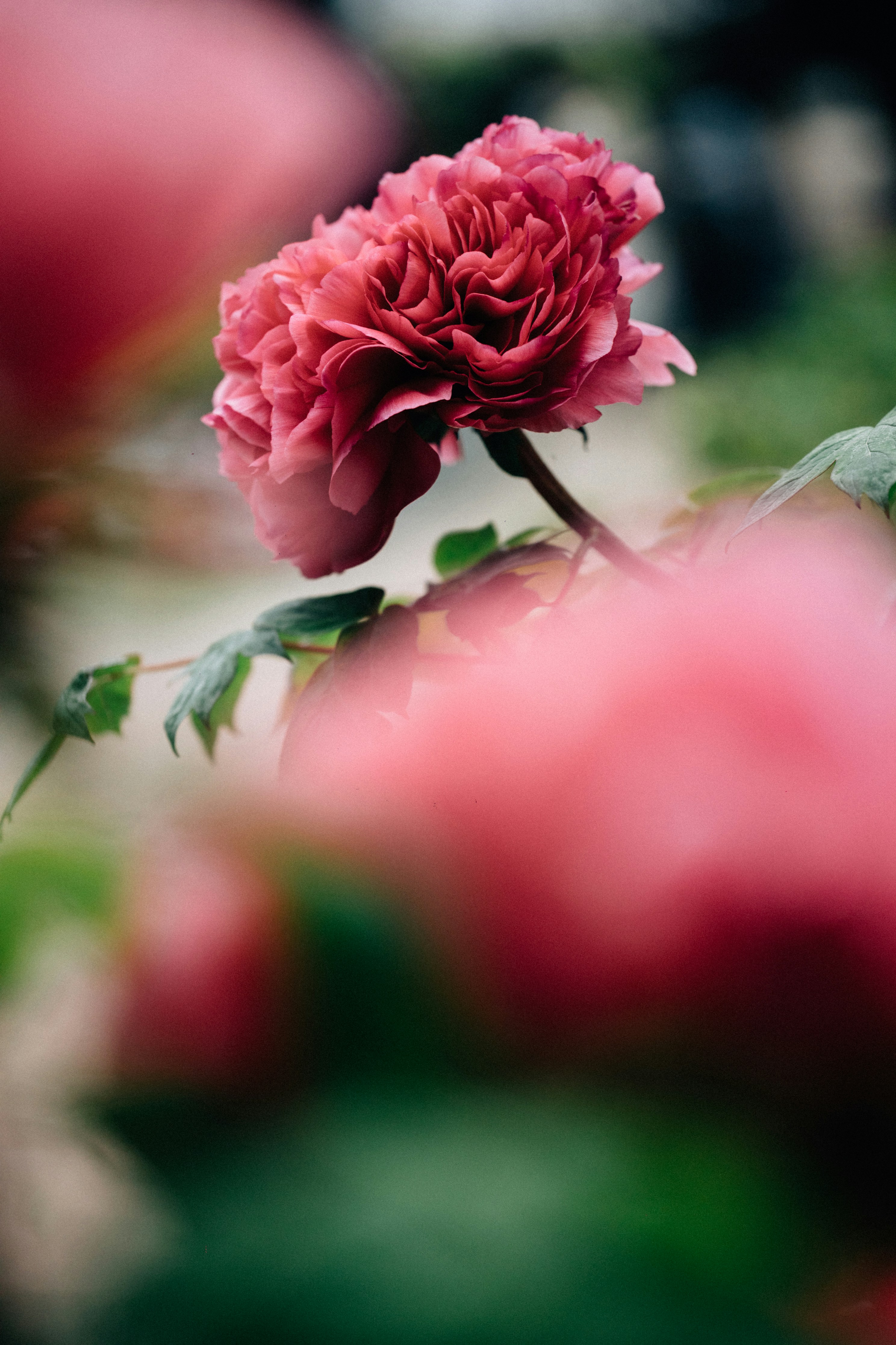 Photo by tsuyoshikozu