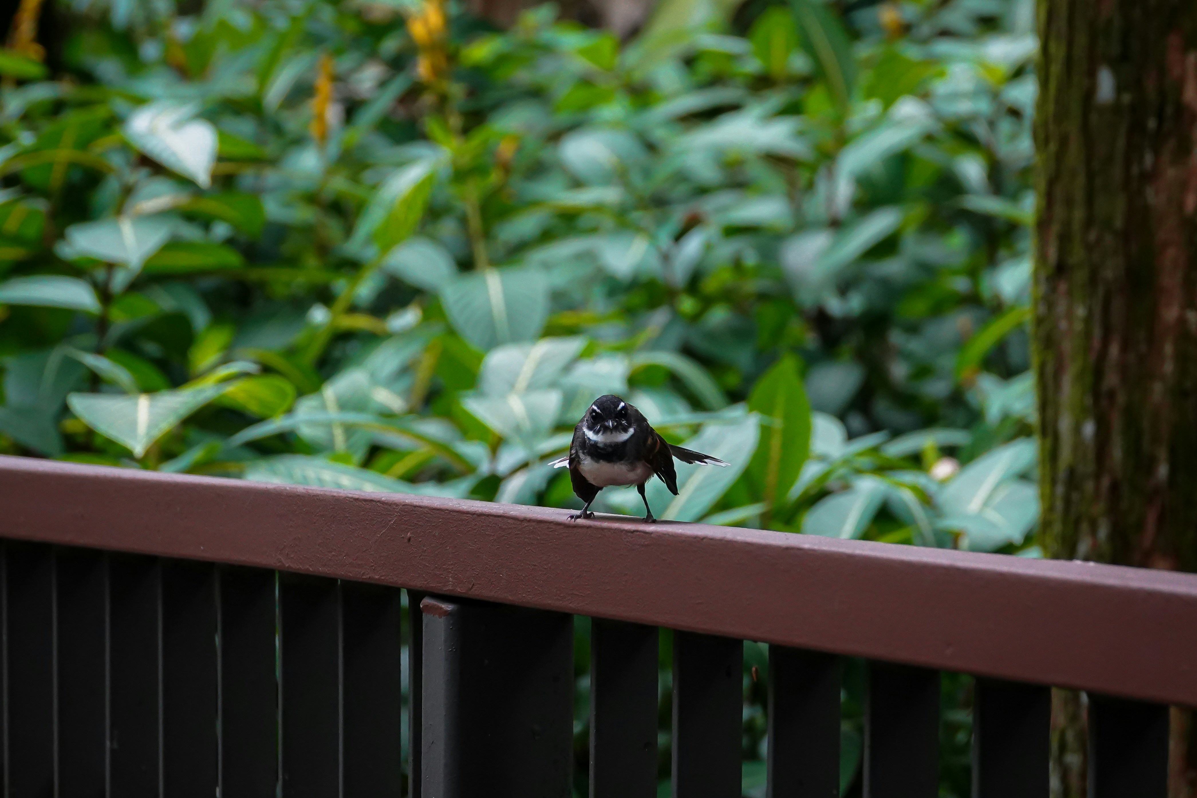 a small bird perched on top of a wooden fence
