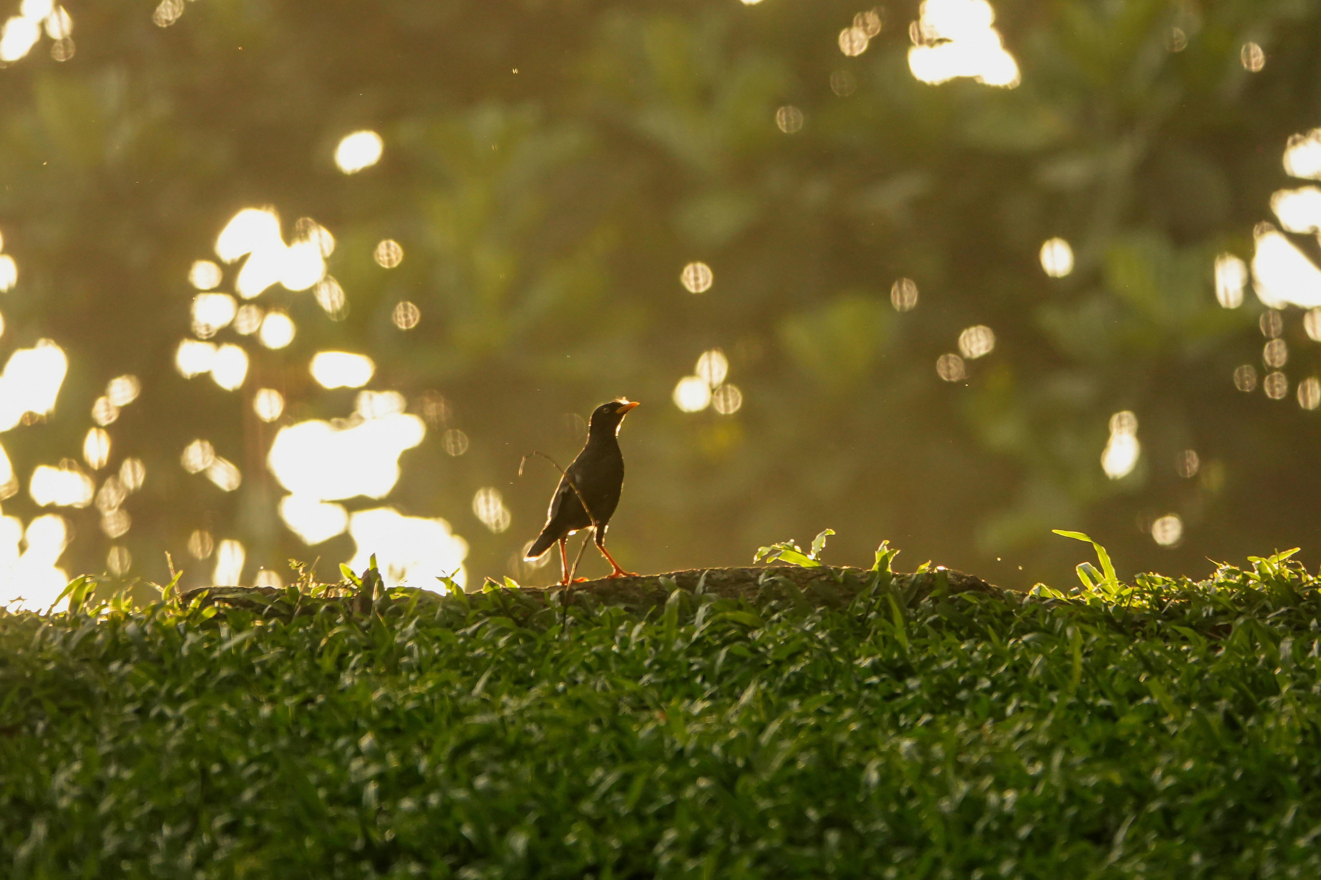 a small bird standing on top of a lush green field