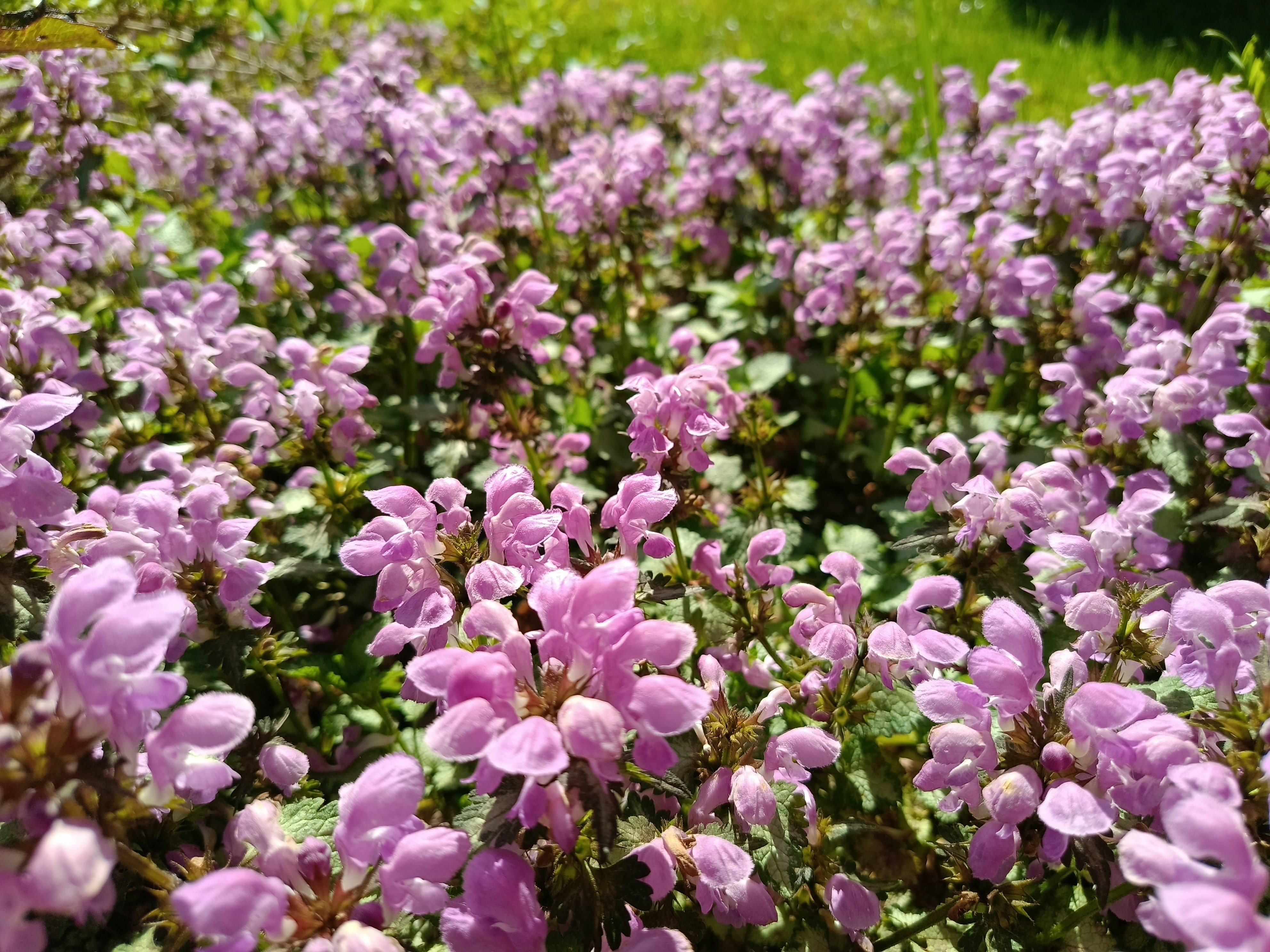 a field of purple flowers with green leaves