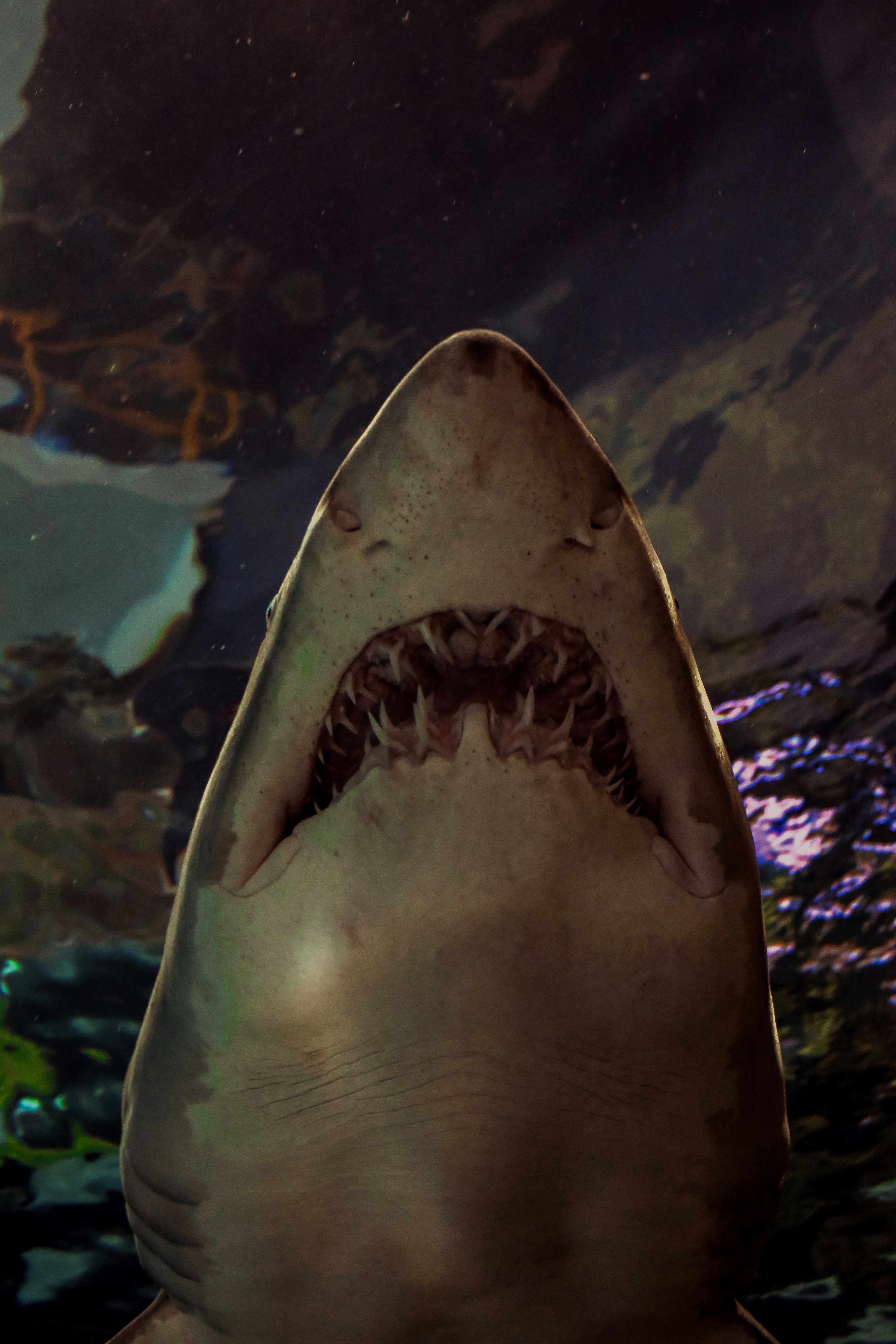 a close up of a shark with its mouth open